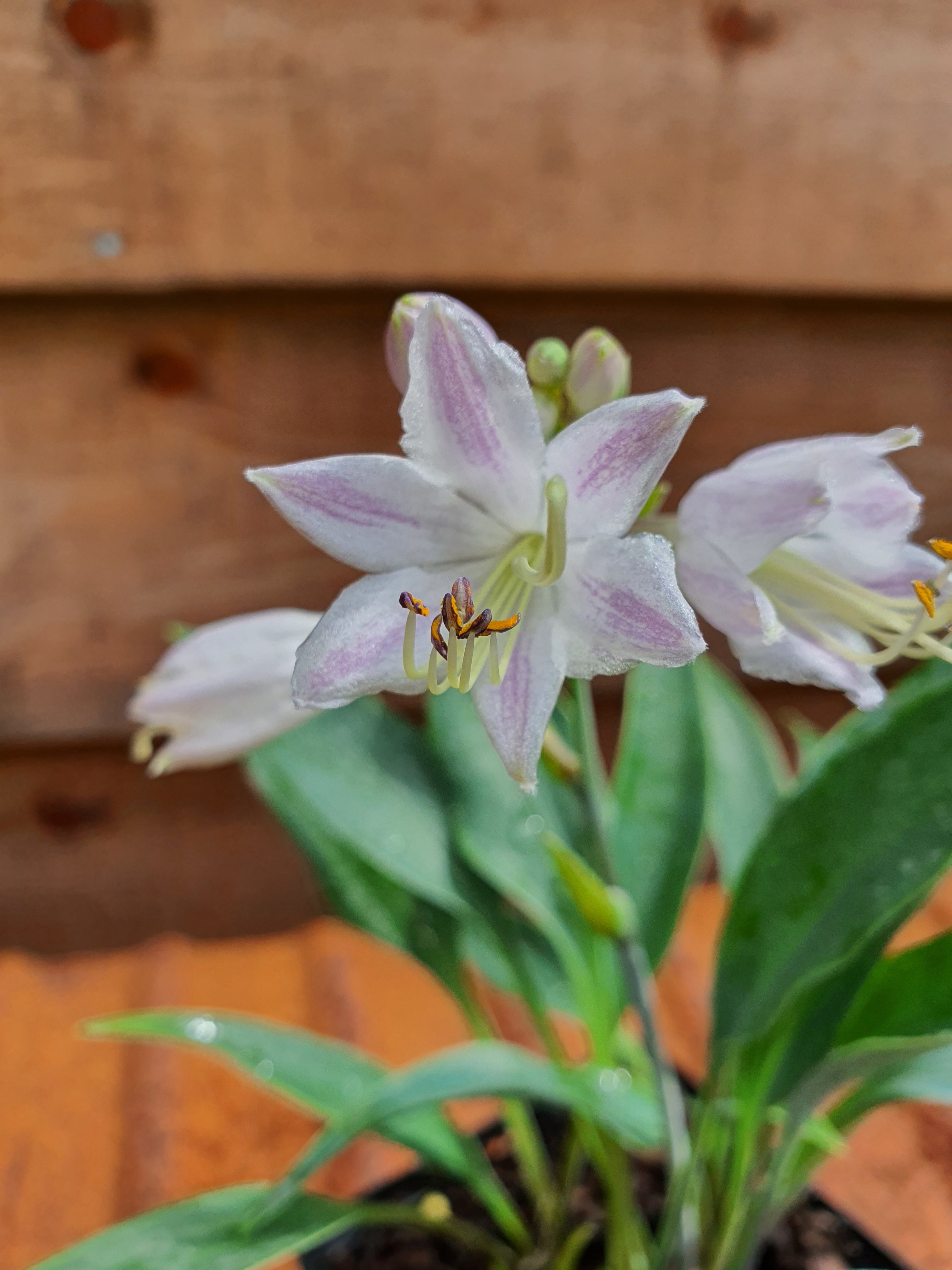Hosta 'Tilt-A-Whirl' - New Forest Hostas & Hemerocallis