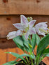 Hosta 'Tilt-A-Whirl' - New Forest Hostas & Hemerocallis