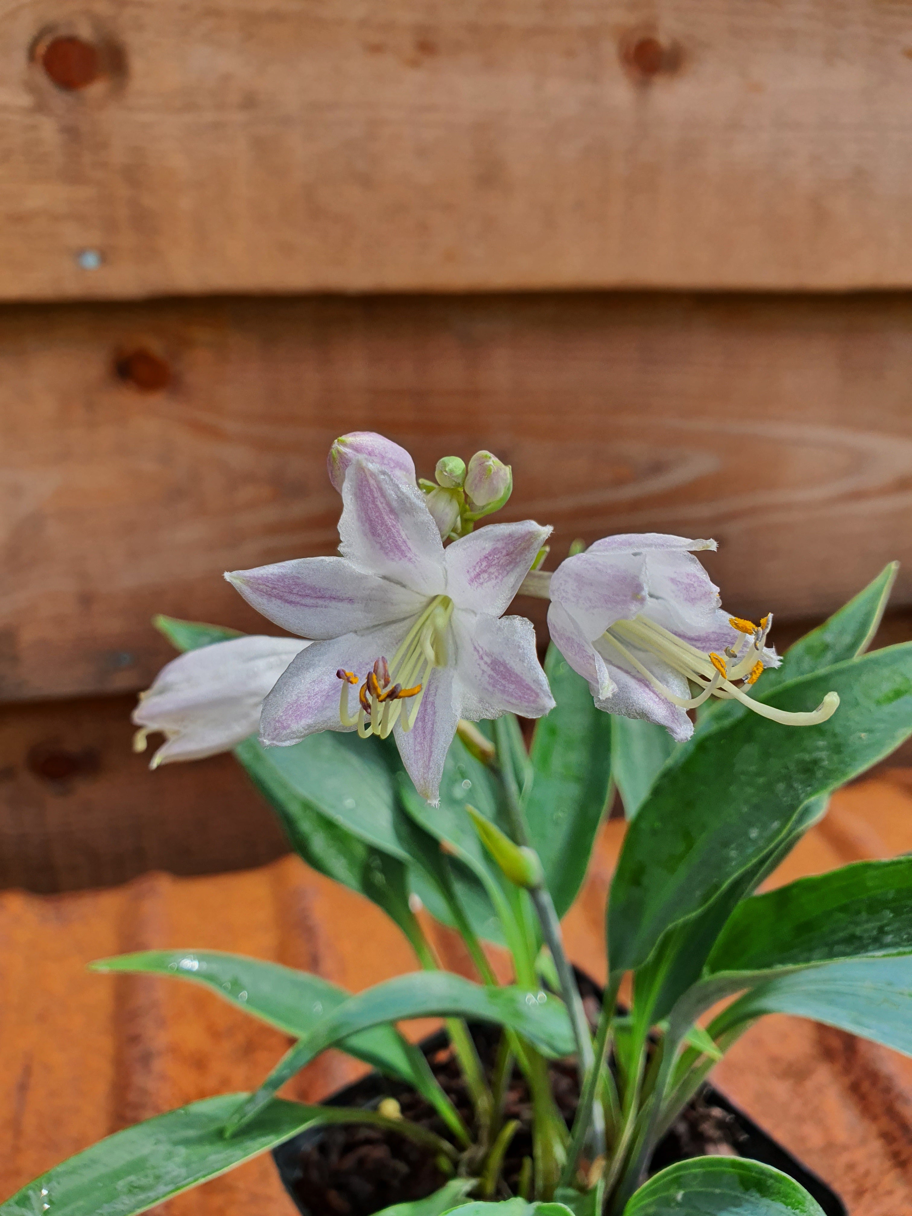 Hosta 'Tilt-A-Whirl' - New Forest Hostas & Hemerocallis