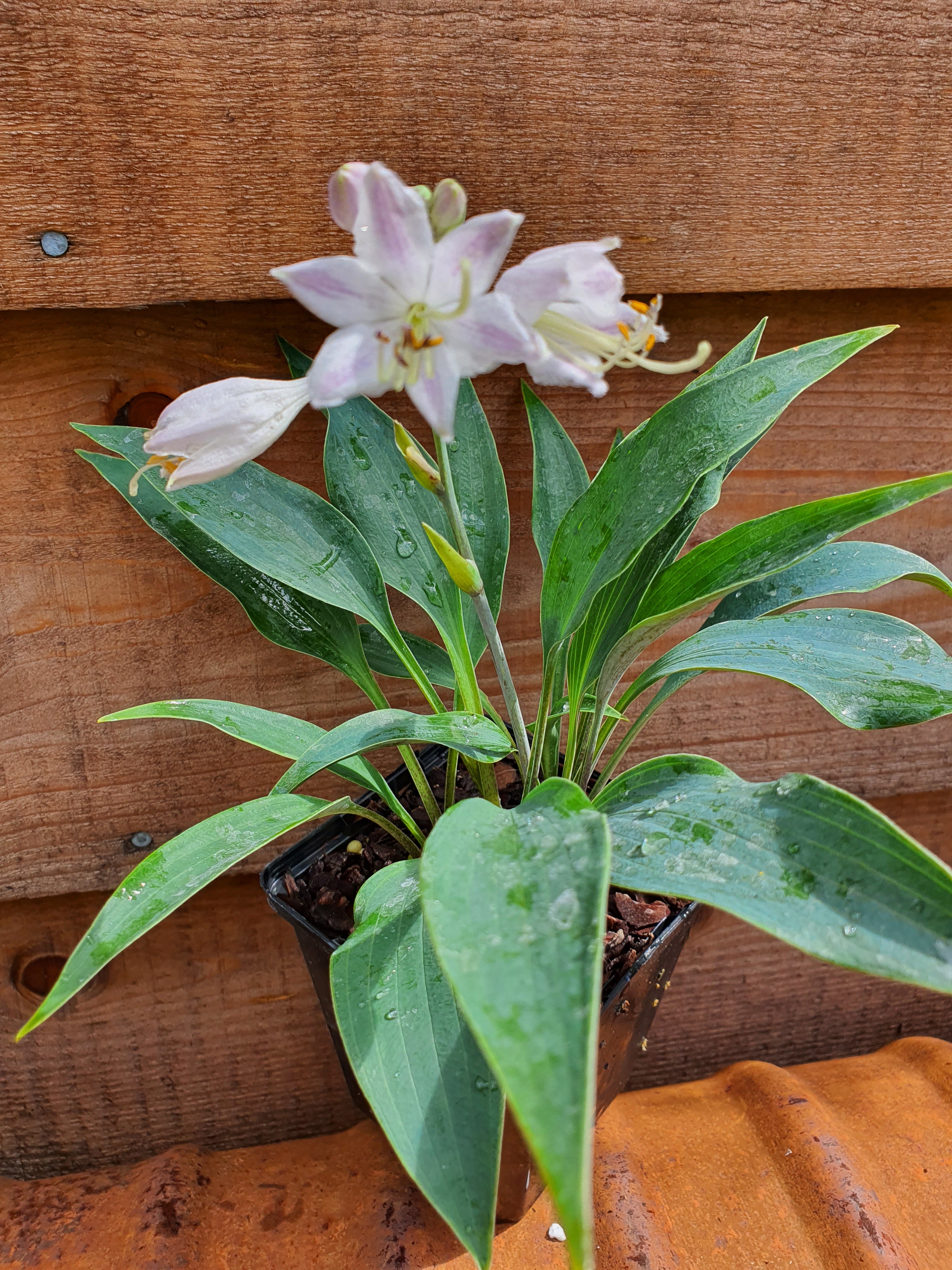 Hosta 'Tilt-A-Whirl' - New Forest Hostas & Hemerocallis