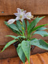 Hosta 'Tilt-A-Whirl' - New Forest Hostas & Hemerocallis
