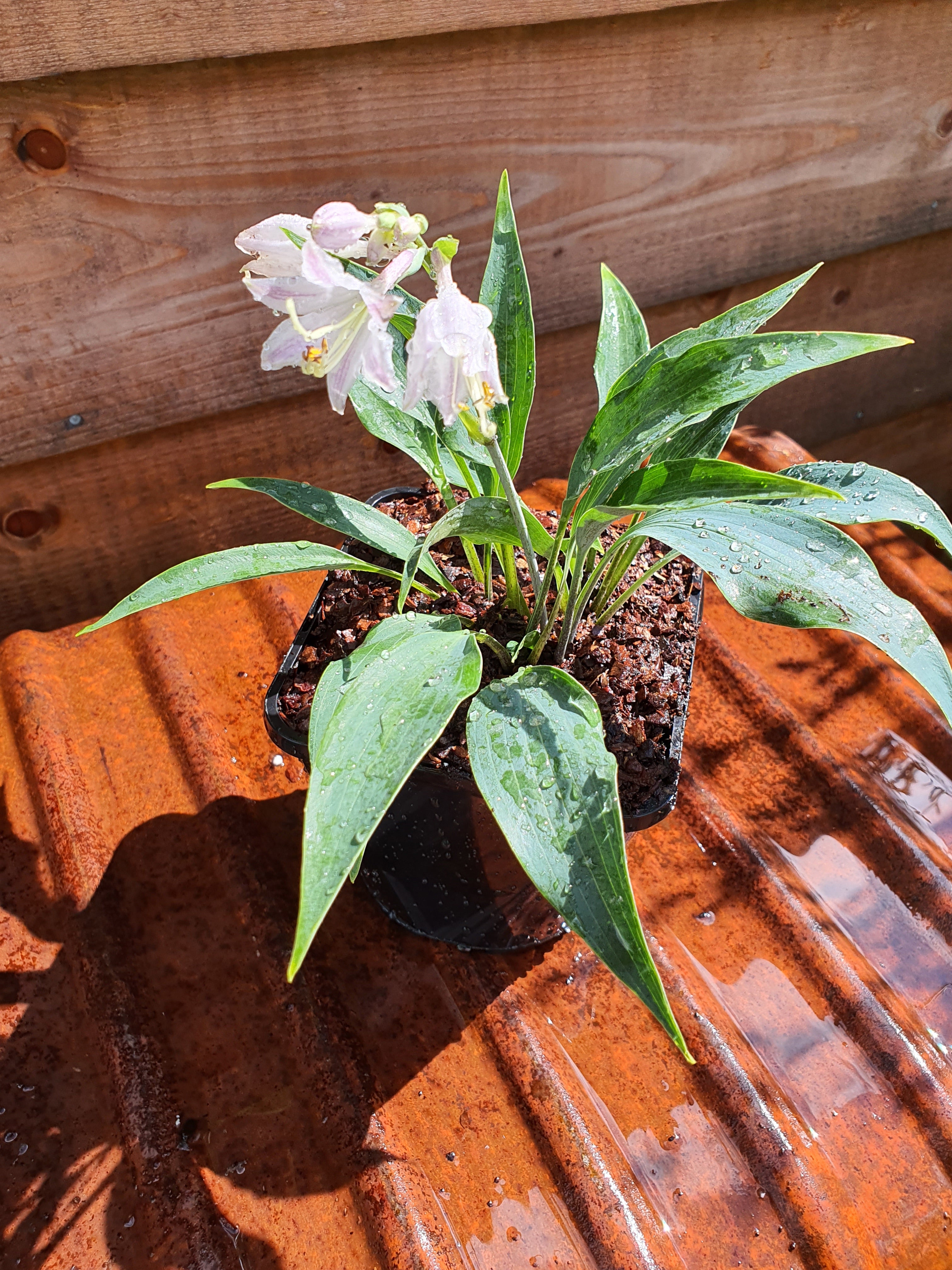 Hosta 'Tilt-A-Whirl' - New Forest Hostas & Hemerocallis
