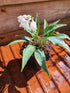 Hosta 'Tilt-A-Whirl' - New Forest Hostas & Hemerocallis