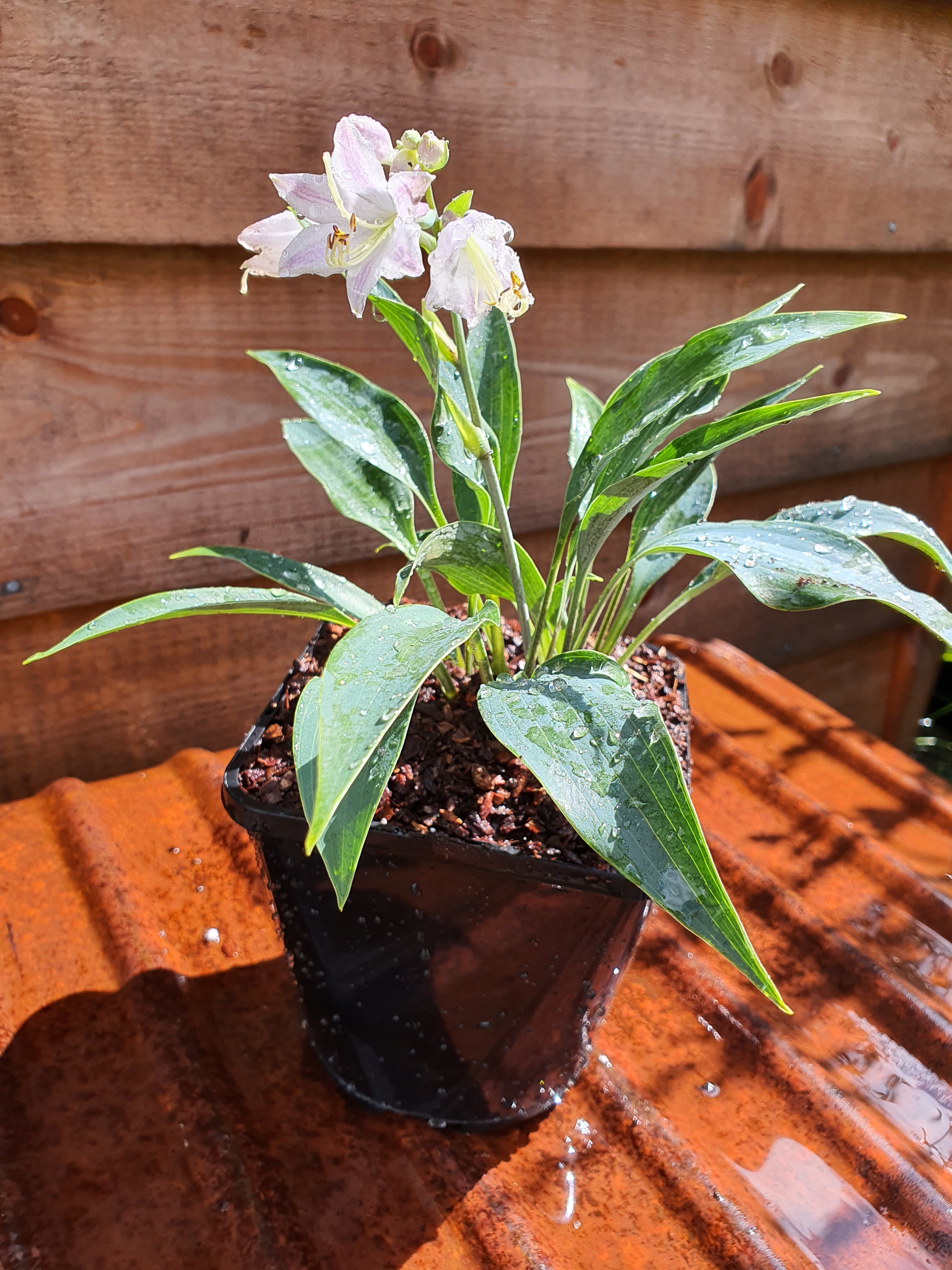 Hosta 'Tilt-A-Whirl' - New Forest Hostas & Hemerocallis