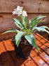 Hosta 'Tilt-A-Whirl' - New Forest Hostas & Hemerocallis