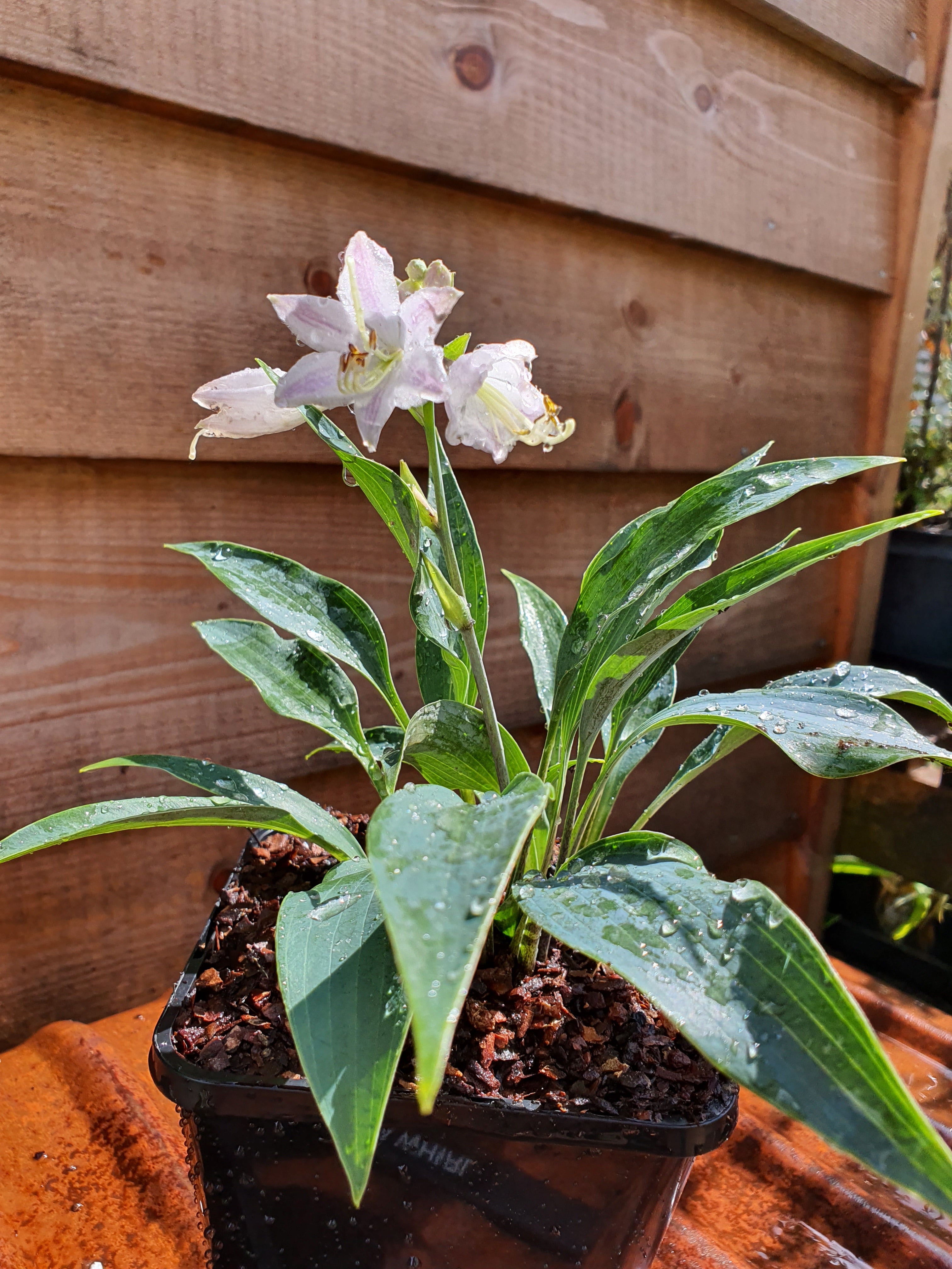 Hosta 'Tilt-A-Whirl' - New Forest Hostas & Hemerocallis