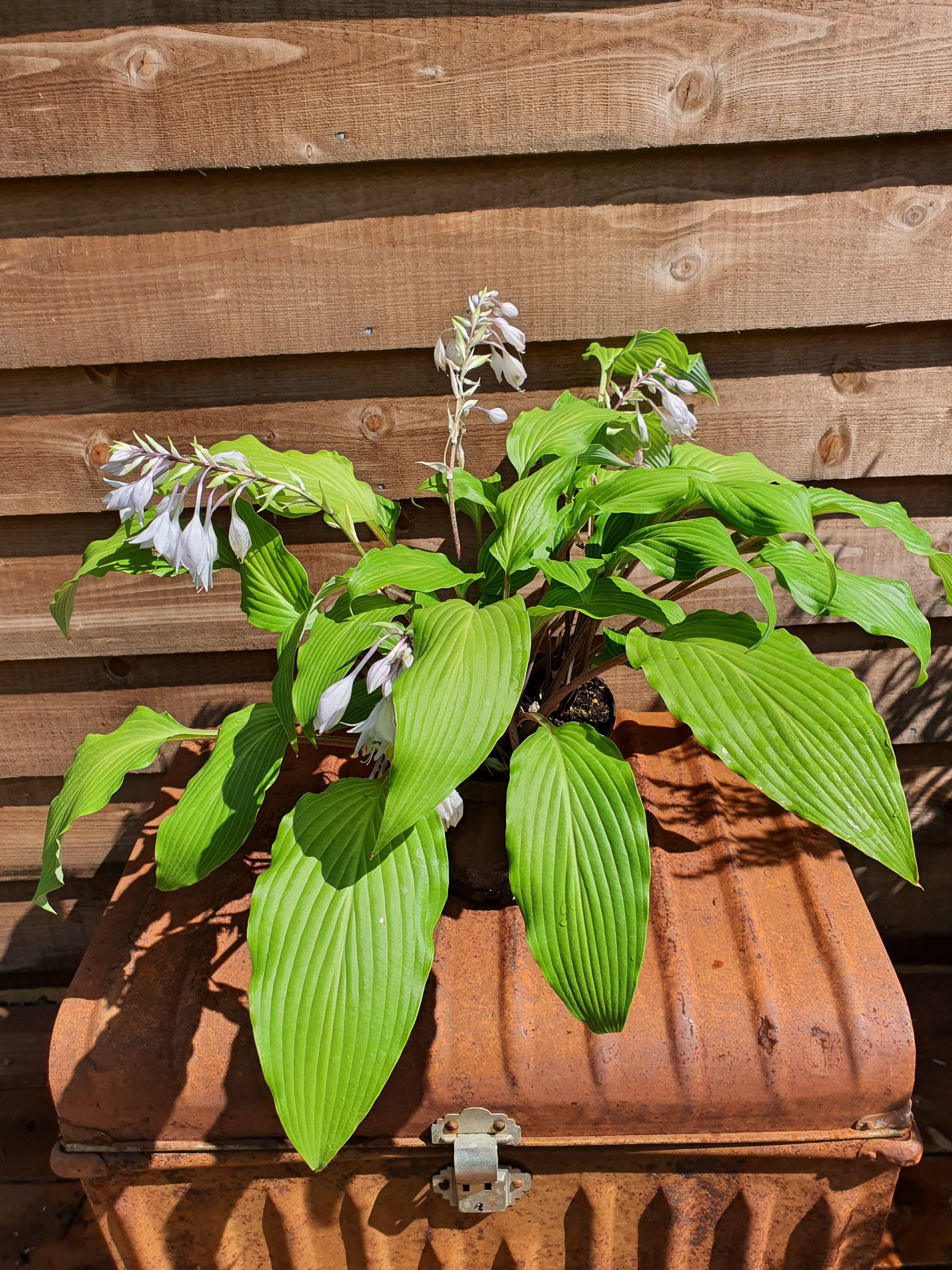 Hosta 'Red Neck Heaven' - New Forest Hostas & Hemerocallis