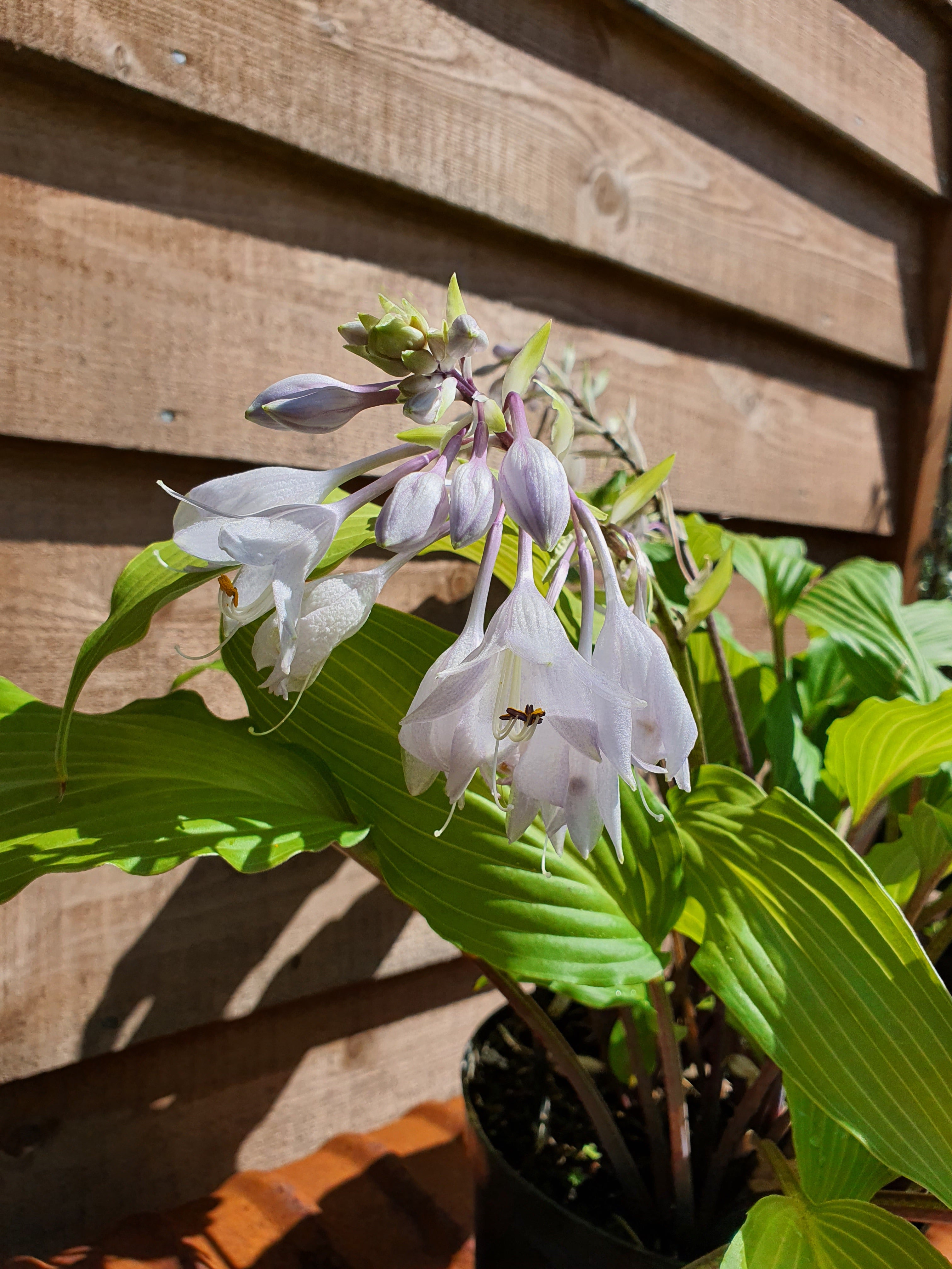 Hosta 'Red Neck Heaven' - New Forest Hostas & Hemerocallis