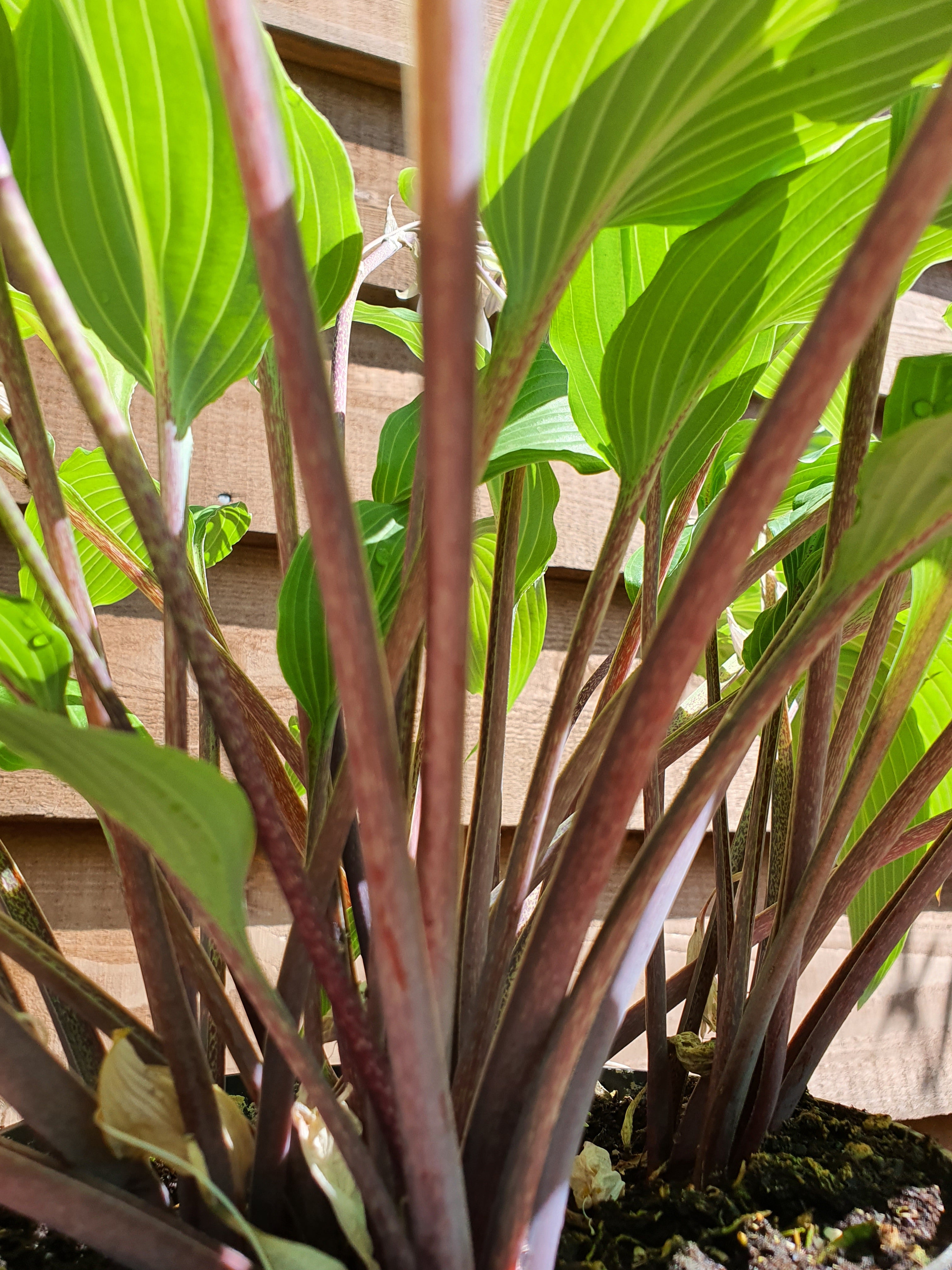 Hosta 'Red Neck Heaven' - New Forest Hostas & Hemerocallis