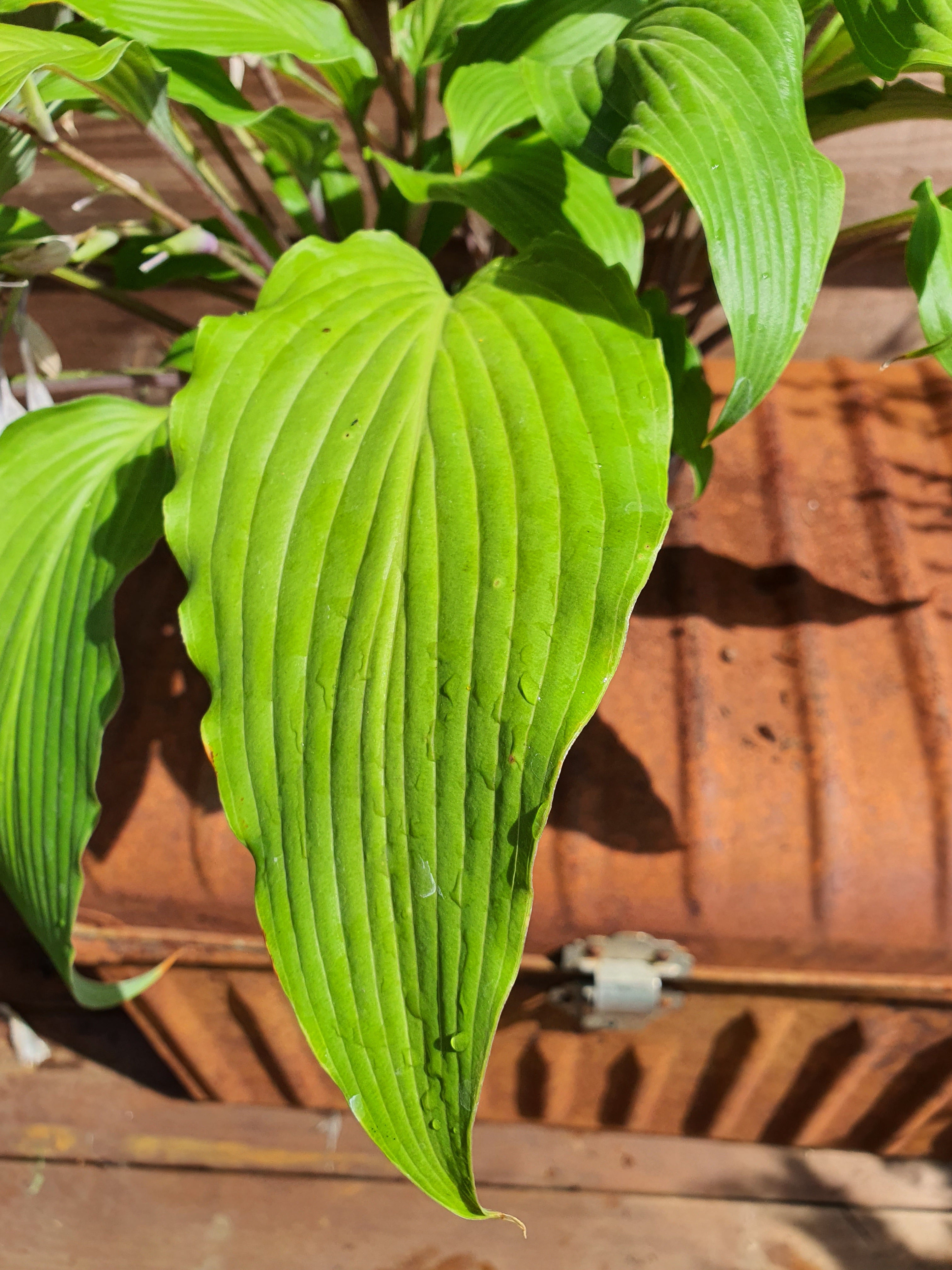 Hosta 'Red Neck Heaven' - New Forest Hostas & Hemerocallis