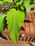 Hosta 'Red Neck Heaven' - New Forest Hostas & Hemerocallis