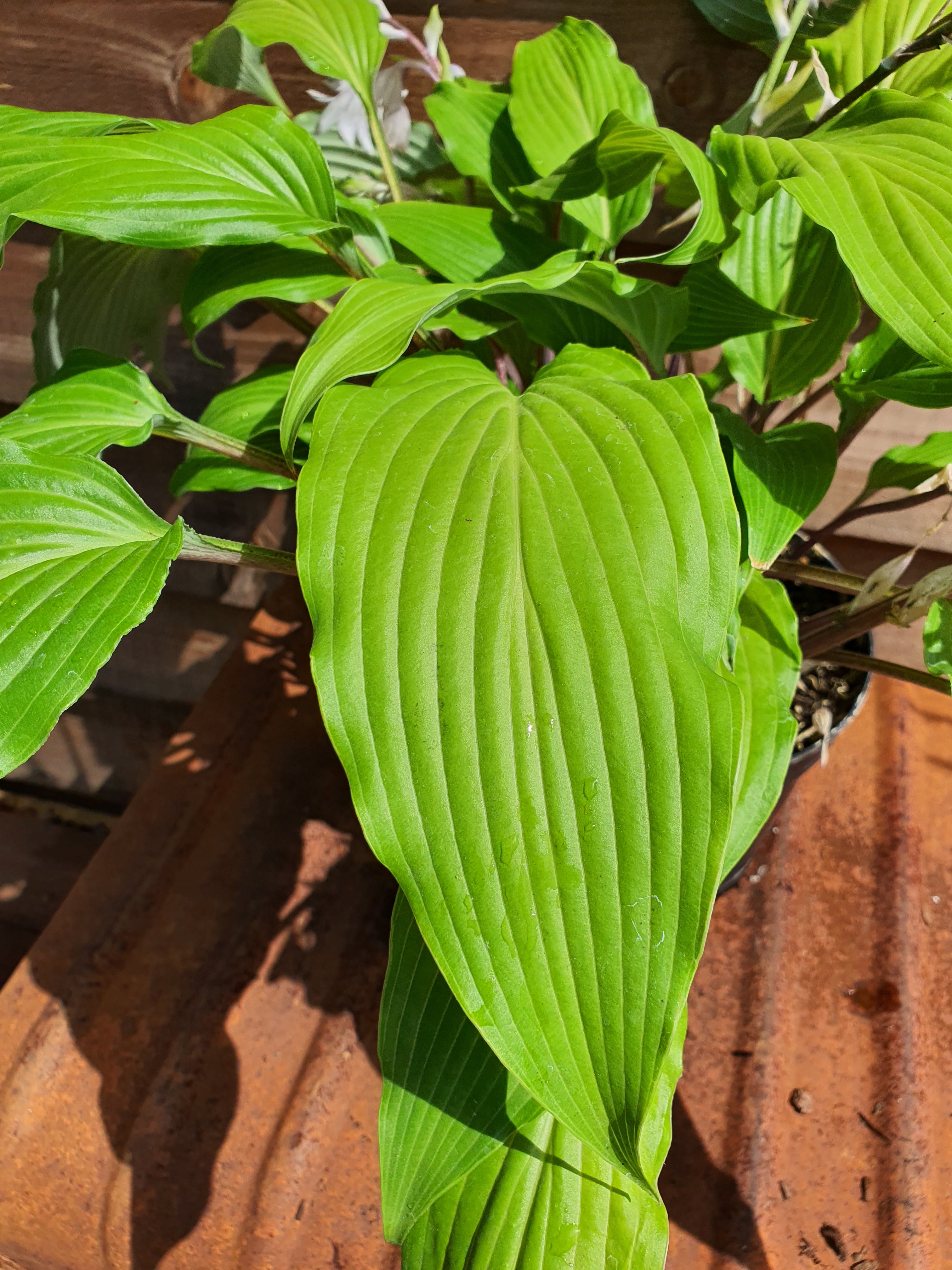 Hosta 'Red Neck Heaven' - New Forest Hostas & Hemerocallis