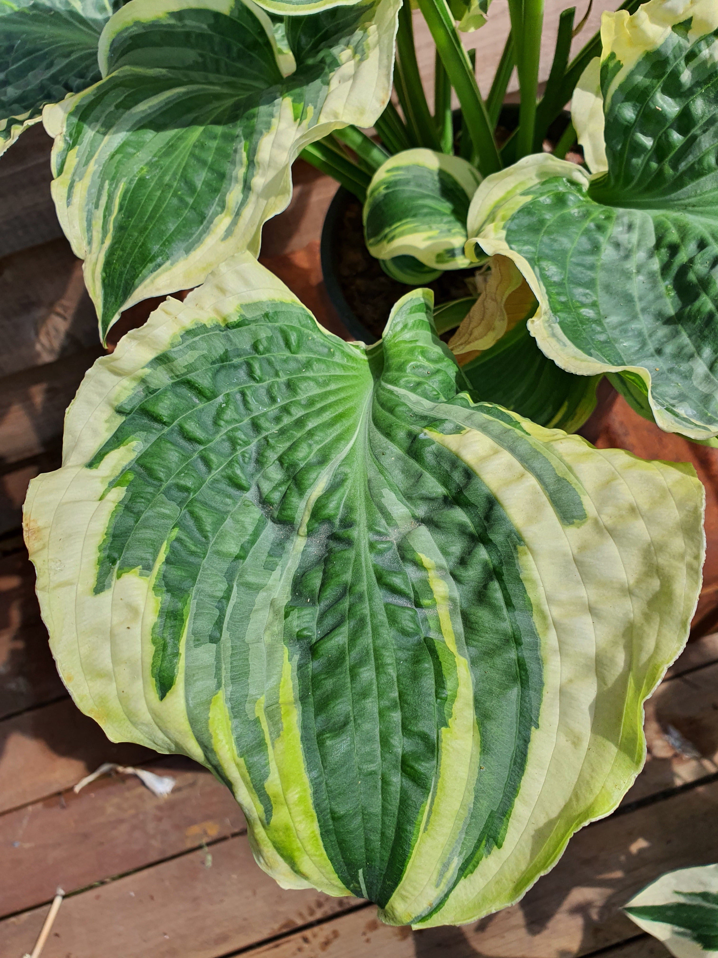 Hosta 'Lakeside Prophecy Fulfilled' - New Forest Hostas & Hemerocallis