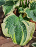 Hosta 'Lakeside Prophecy Fulfilled' - New Forest Hostas & Hemerocallis