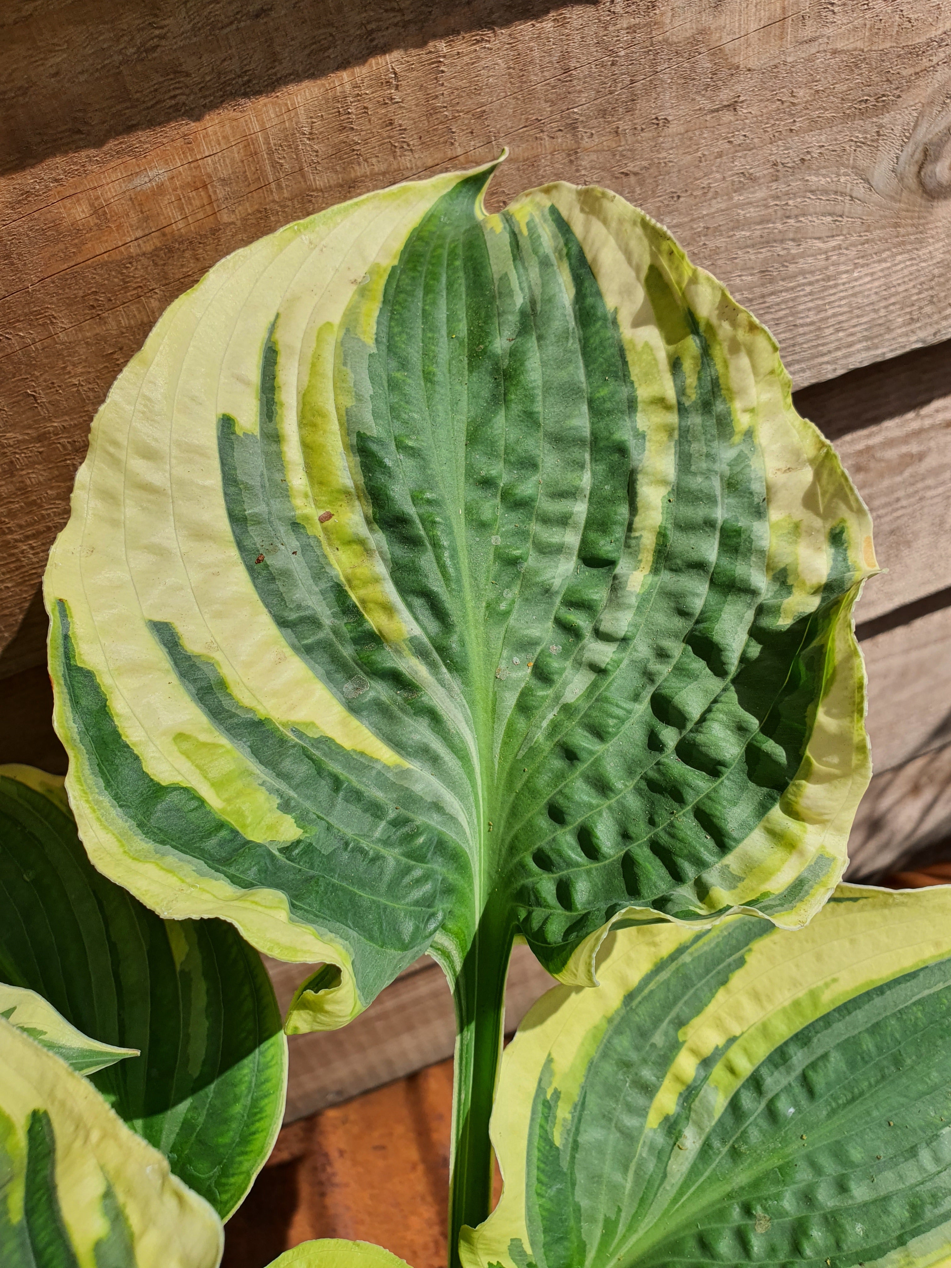 Hosta 'Lakeside Prophecy Fulfilled' - New Forest Hostas & Hemerocallis