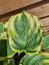 Hosta 'Lakeside Prophecy Fulfilled' - New Forest Hostas & Hemerocallis