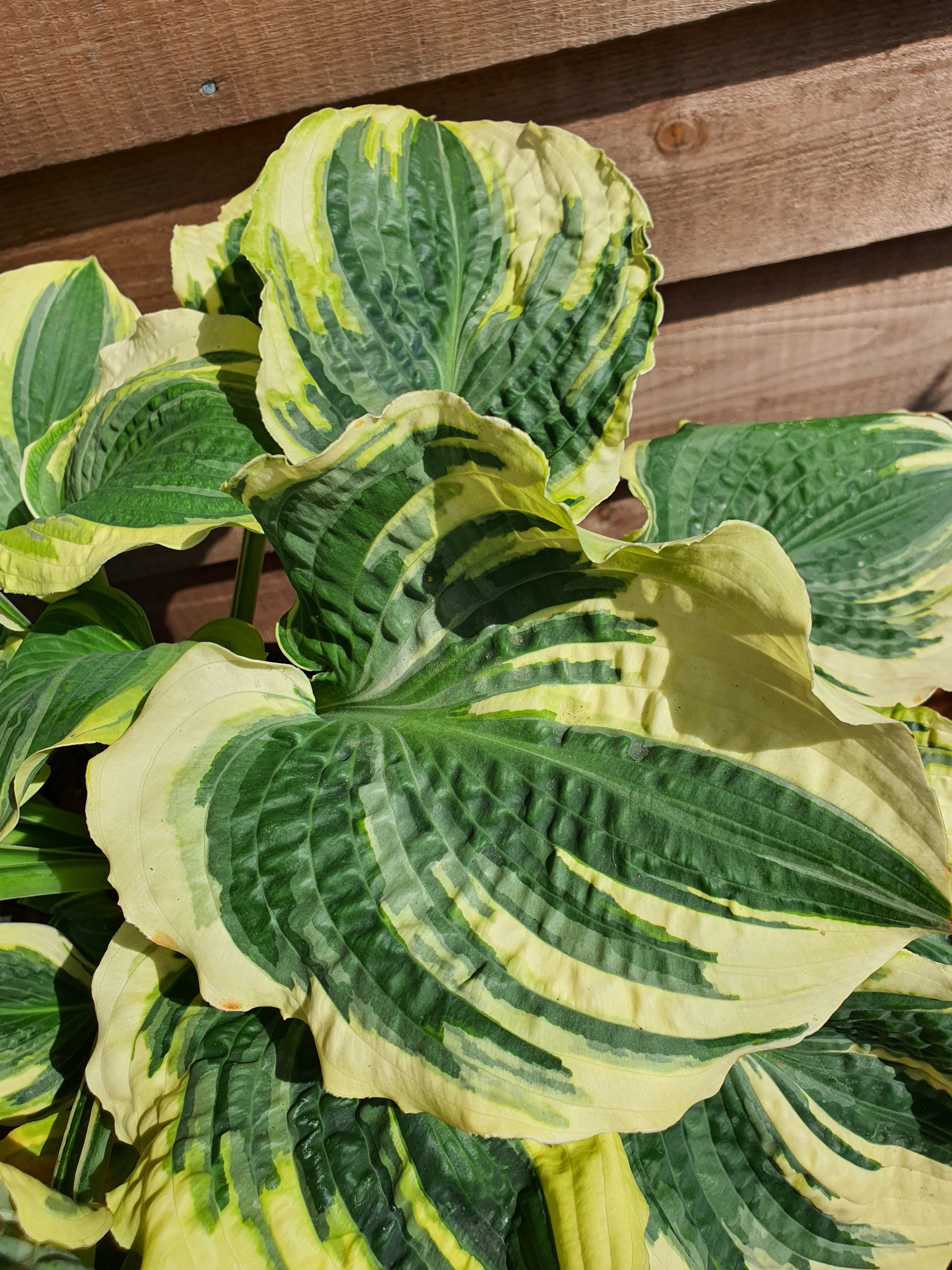 Hosta 'Lakeside Prophecy Fulfilled' - New Forest Hostas & Hemerocallis