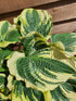 Hosta 'Lakeside Prophecy Fulfilled' - New Forest Hostas & Hemerocallis