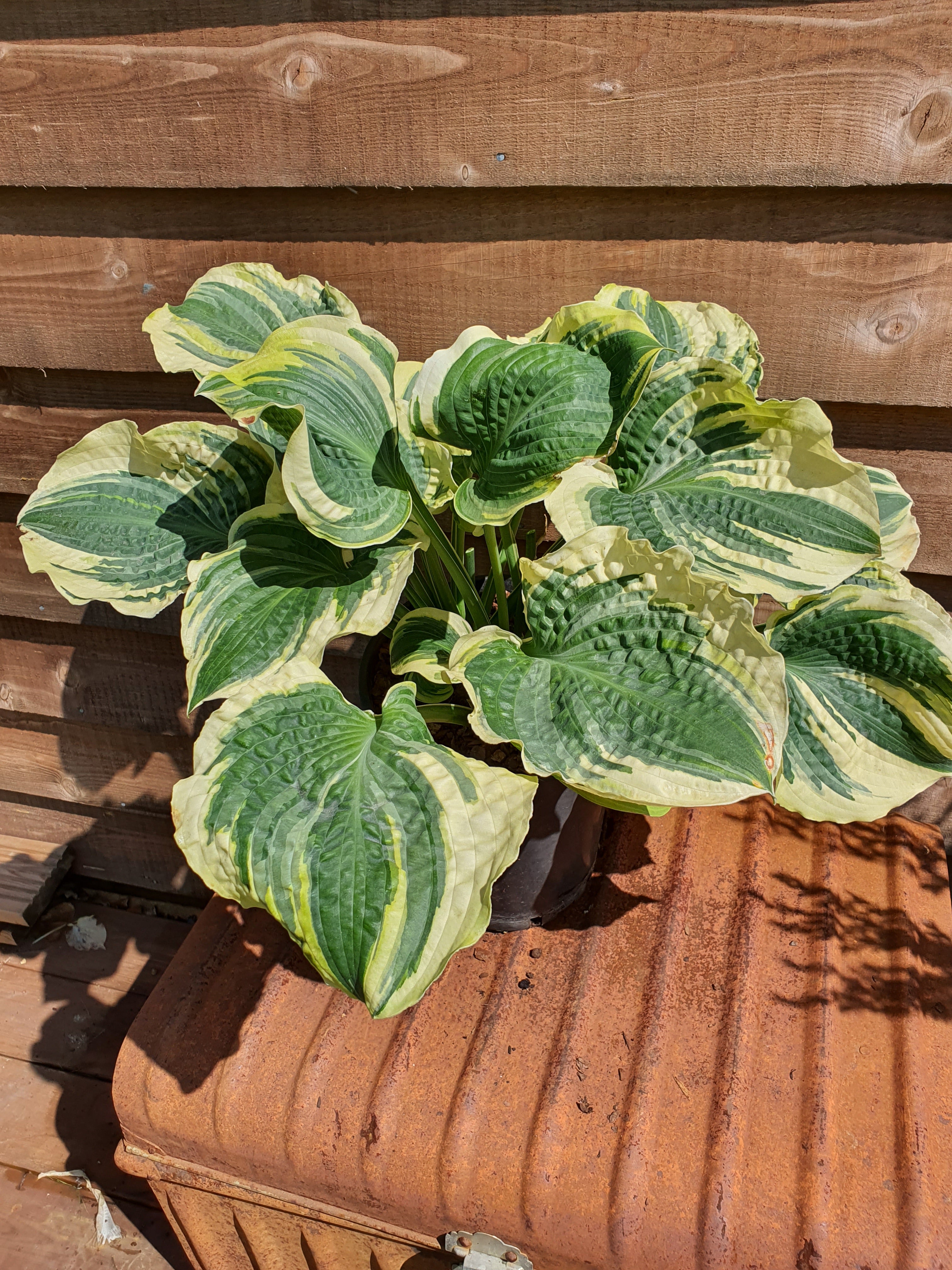 Hosta 'Lakeside Prophecy Fulfilled' - New Forest Hostas & Hemerocallis