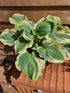 Hosta 'Lakeside Prophecy Fulfilled' - New Forest Hostas & Hemerocallis