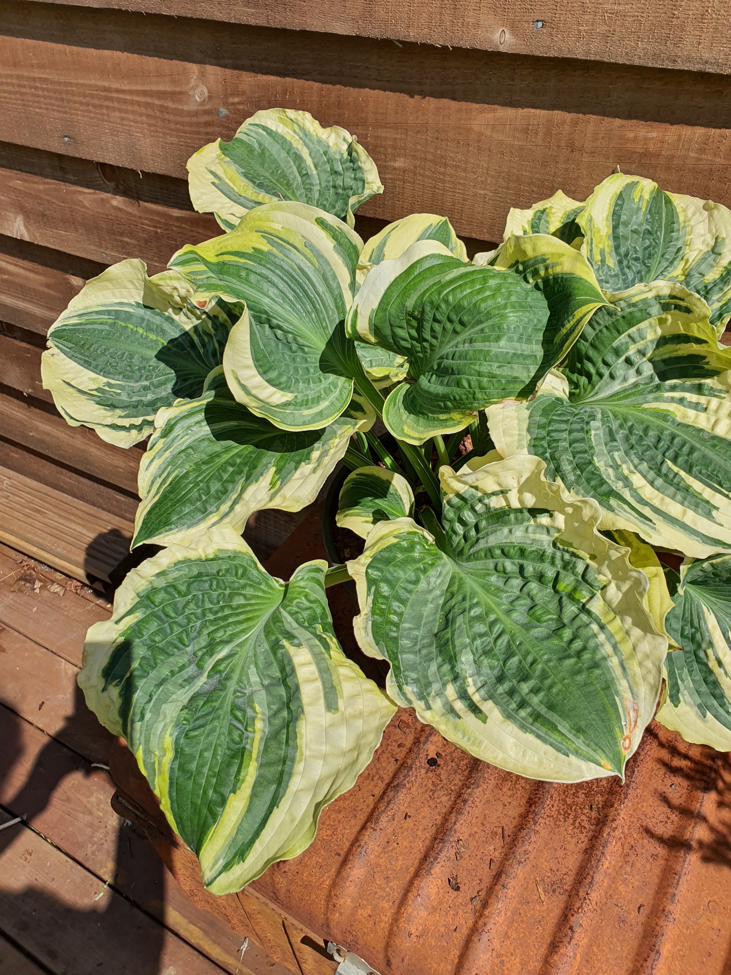 Hosta 'Lakeside Prophecy Fulfilled' - New Forest Hostas & Hemerocallis