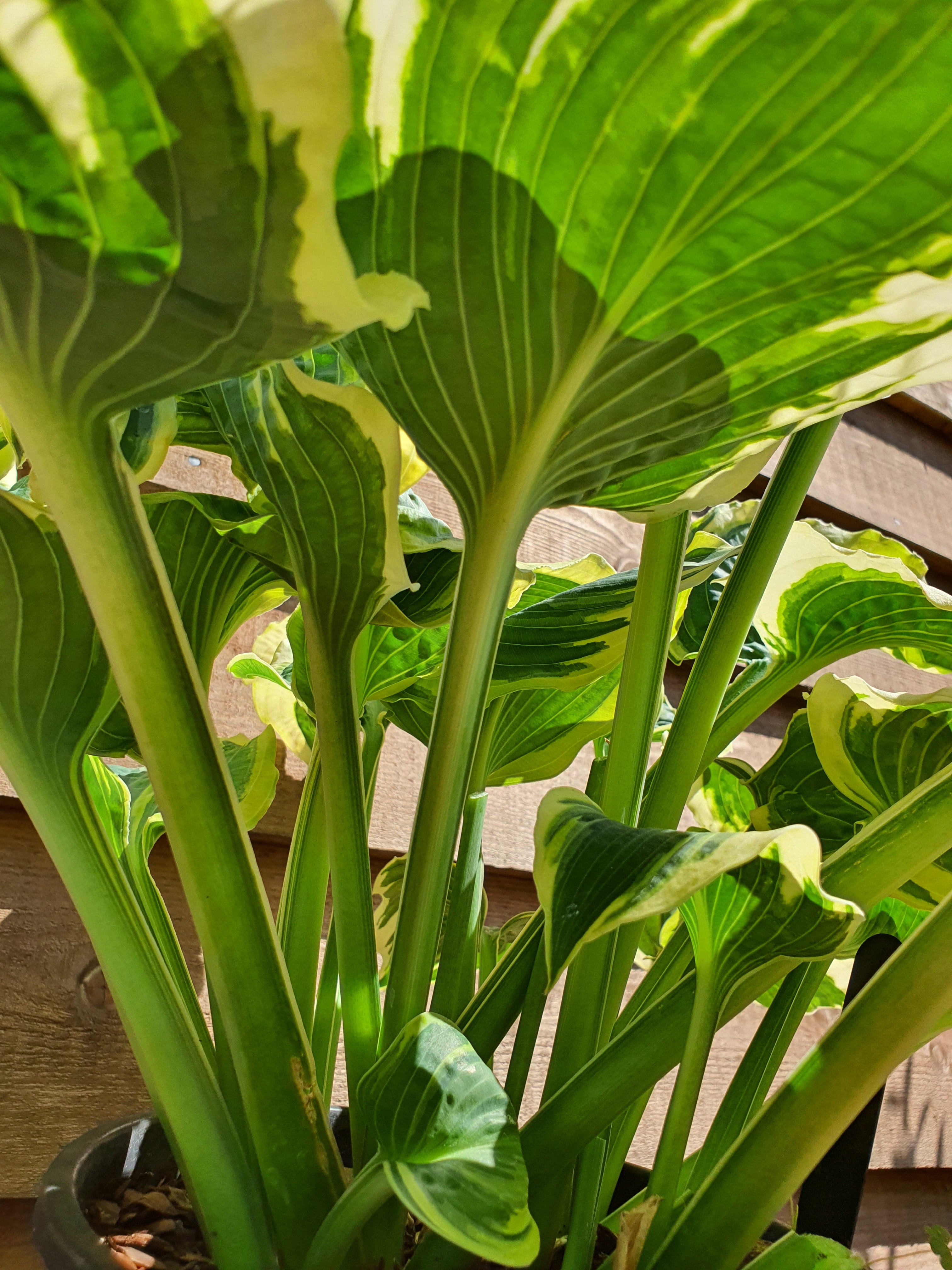 Hosta 'Lakeside Prophecy Fulfilled' - New Forest Hostas & Hemerocallis