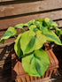 Hosta 'Afterglow' - New Forest Hostas & Hemerocallis