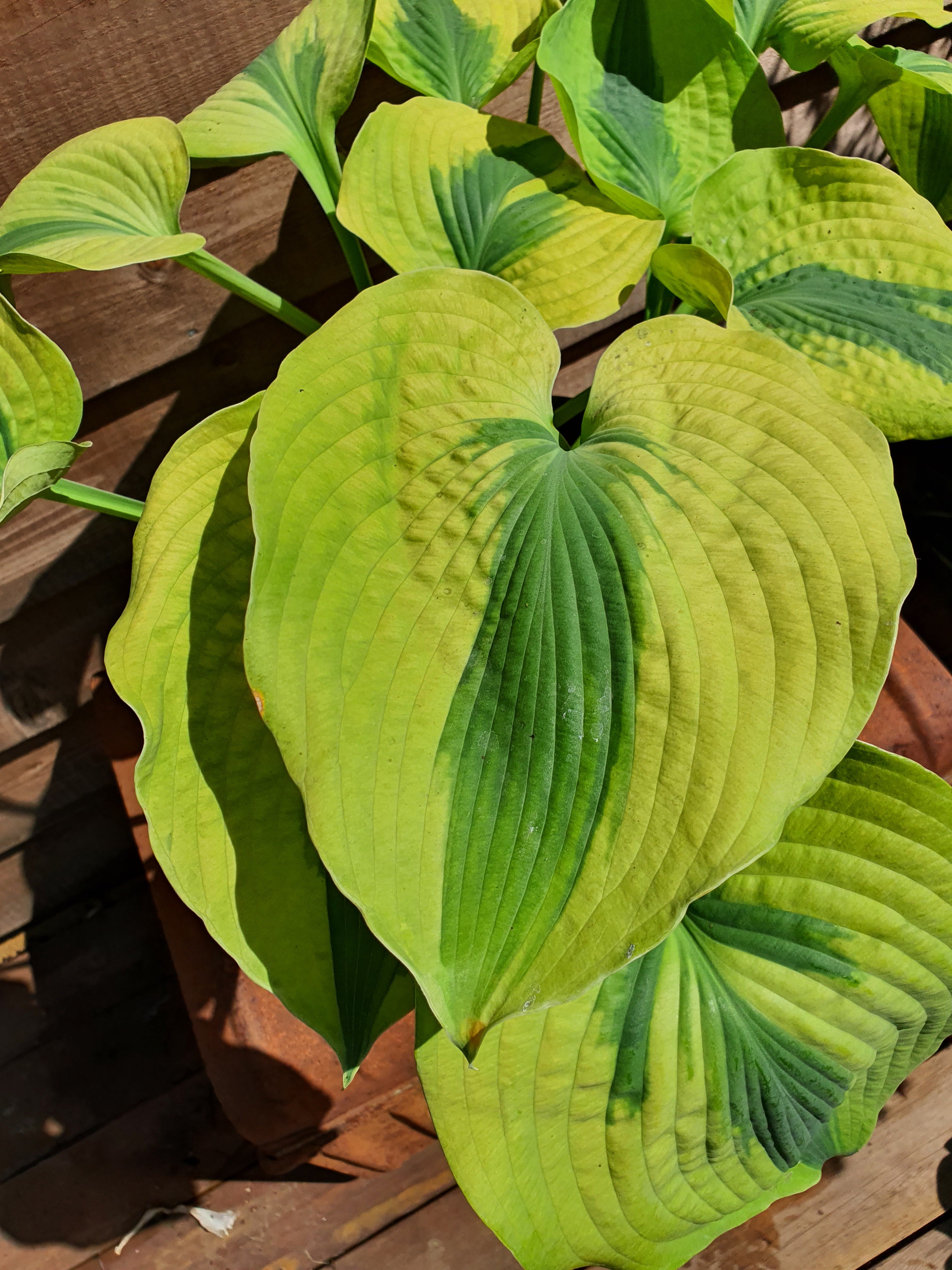 Hosta 'Afterglow' - New Forest Hostas & Hemerocallis