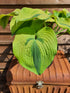 Hosta 'Afterglow' - New Forest Hostas & Hemerocallis