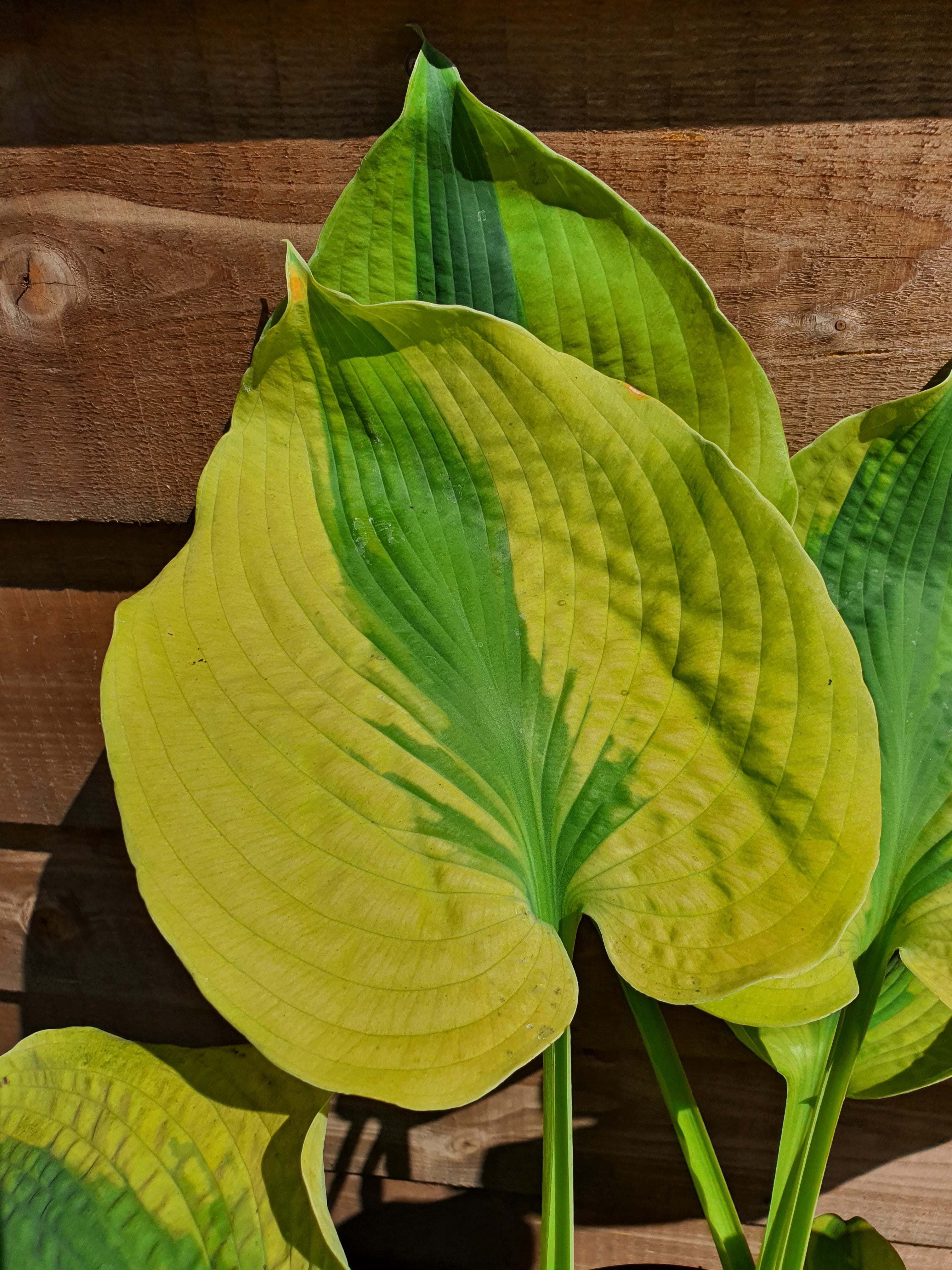 Hosta 'Afterglow' - New Forest Hostas & Hemerocallis