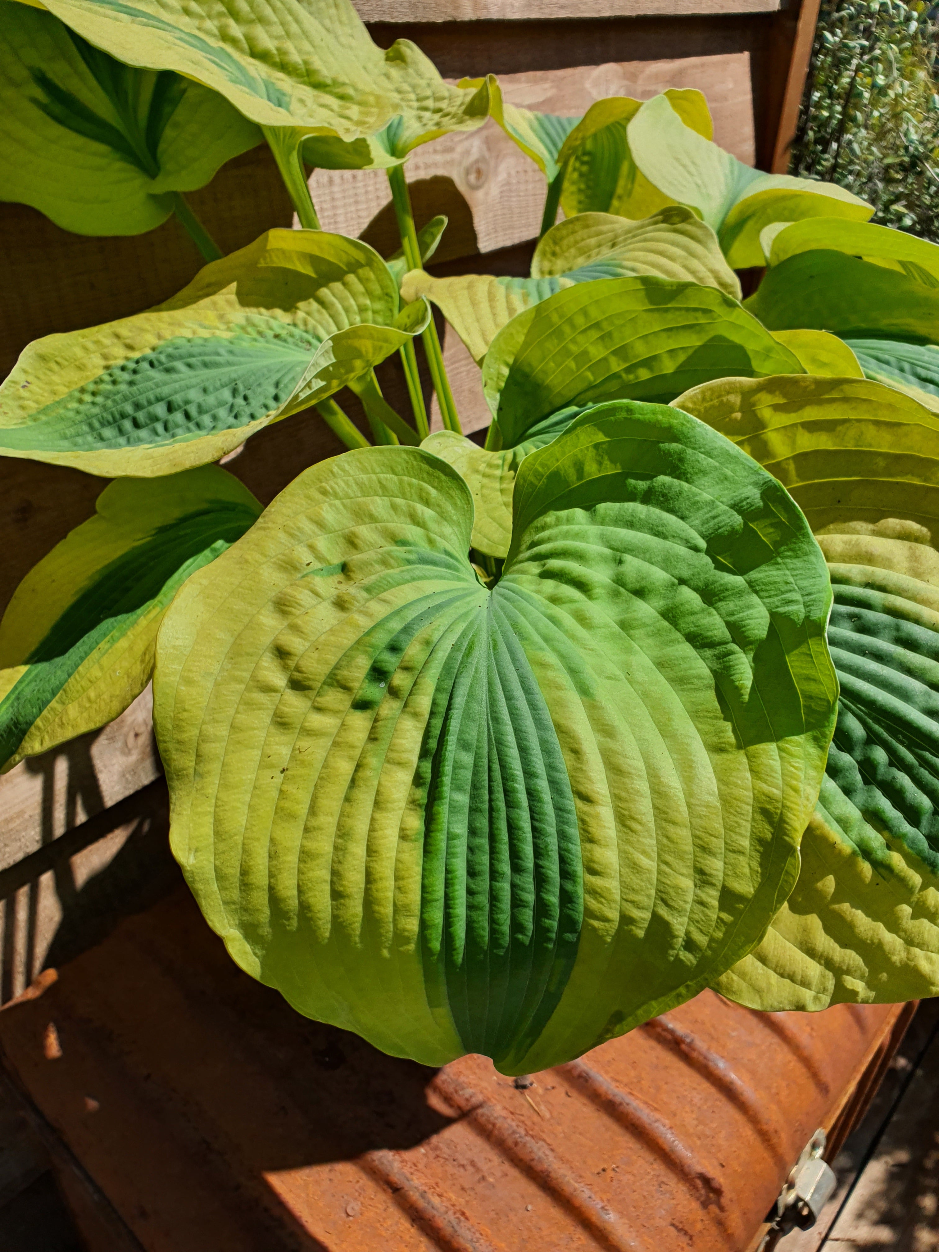 Hosta 'Afterglow' - New Forest Hostas & Hemerocallis
