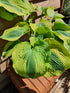 Hosta 'Afterglow' - New Forest Hostas & Hemerocallis