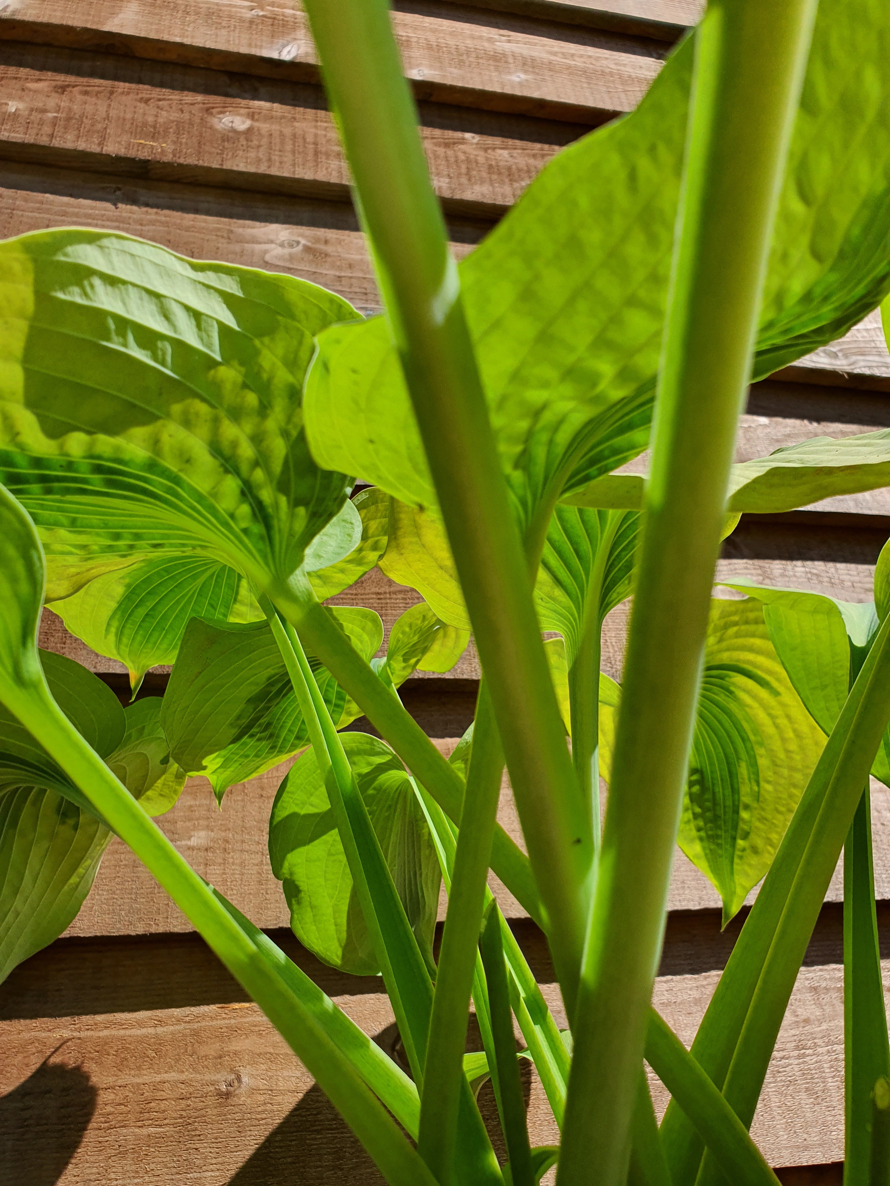 Hosta 'Afterglow' - New Forest Hostas & Hemerocallis