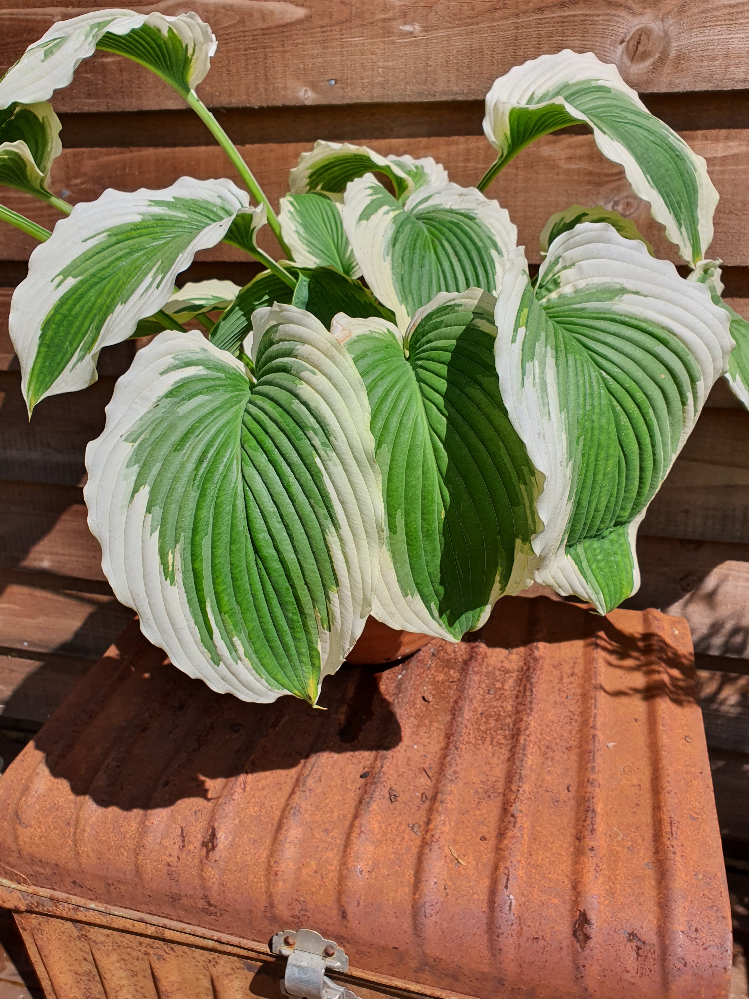 Hosta 'Bridal Falls' - New Forest Hostas & Hemerocallis