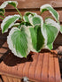 Hosta 'Bridal Falls' - New Forest Hostas & Hemerocallis