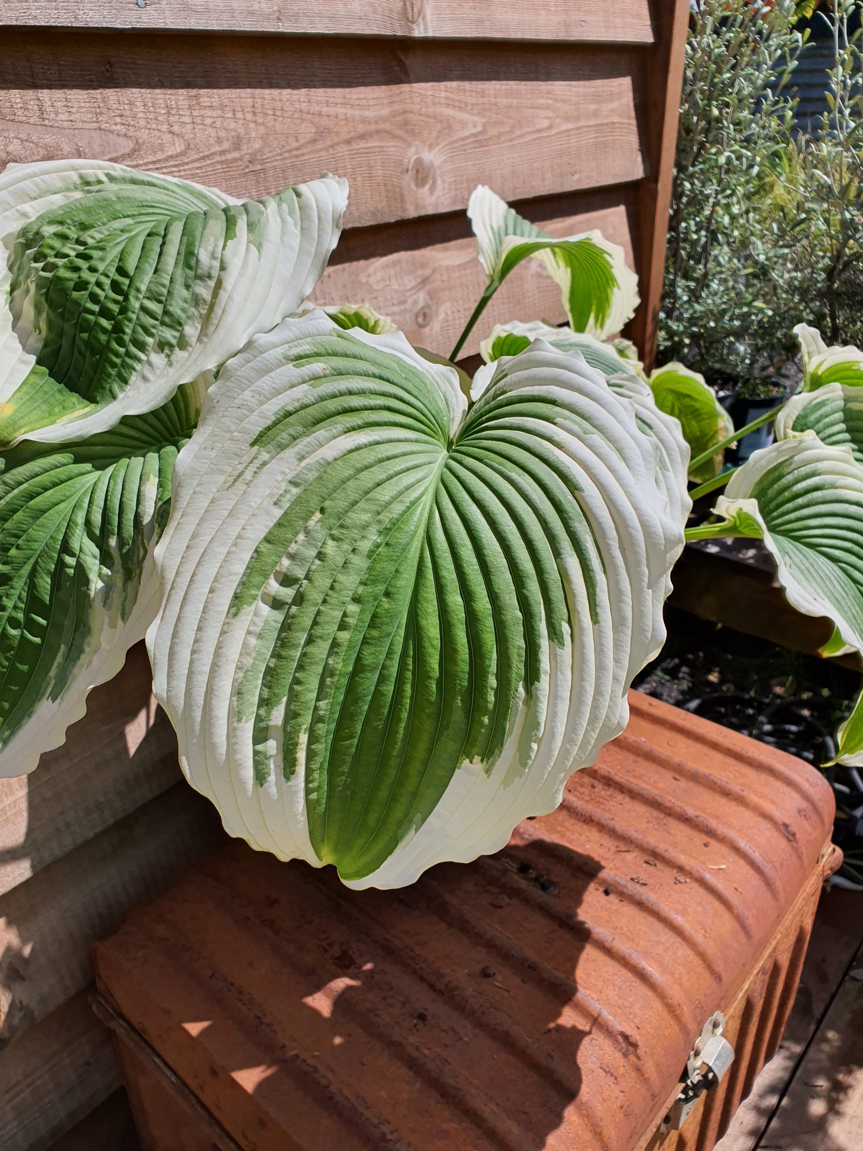Hosta 'Bridal Falls' - New Forest Hostas & Hemerocallis