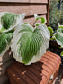 Hosta 'Bridal Falls' - New Forest Hostas & Hemerocallis