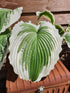 Hosta 'Bridal Falls' - New Forest Hostas & Hemerocallis