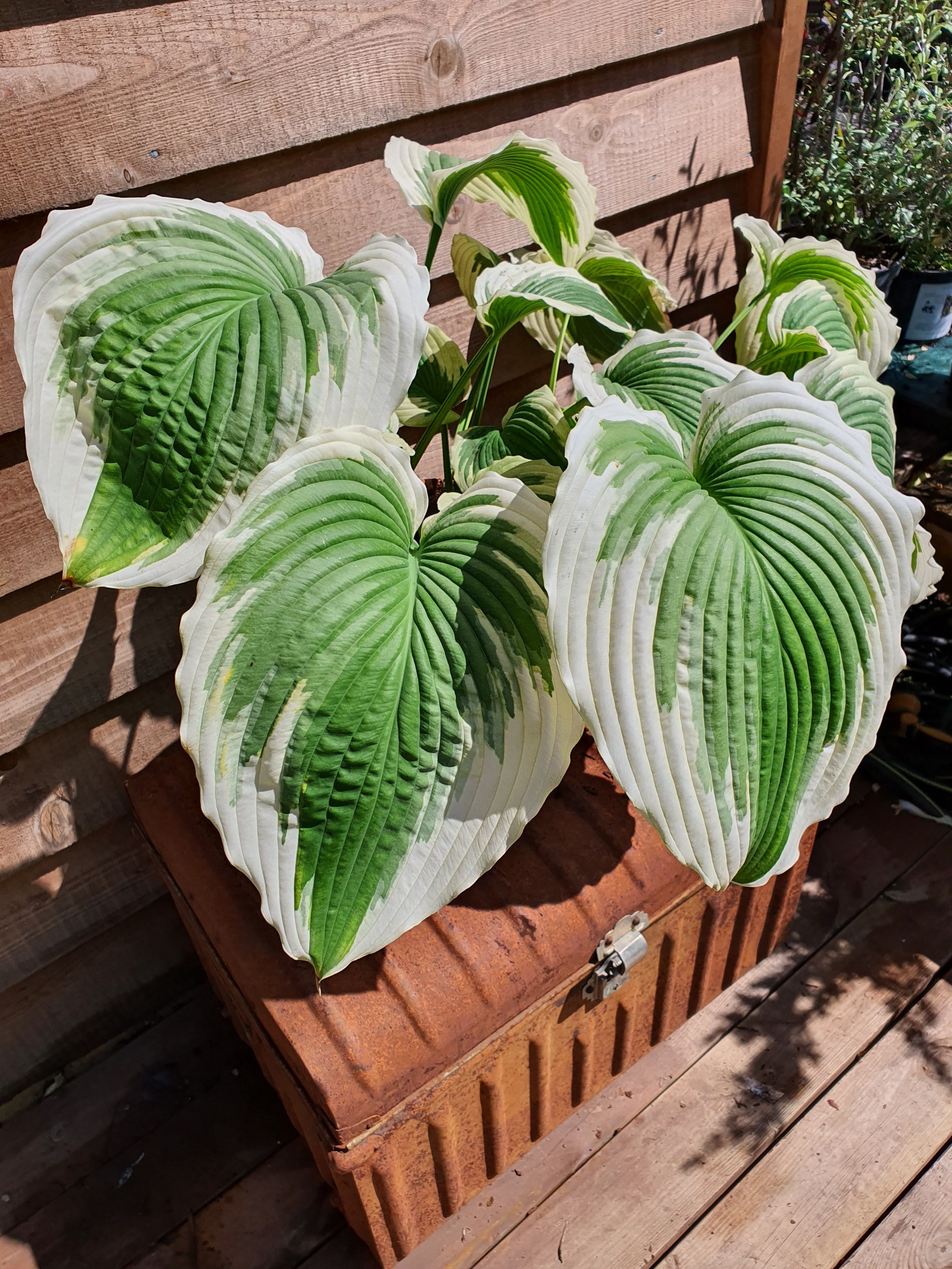 Hosta 'Bridal Falls' - New Forest Hostas & Hemerocallis