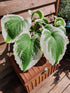 Hosta 'Bridal Falls' - New Forest Hostas & Hemerocallis