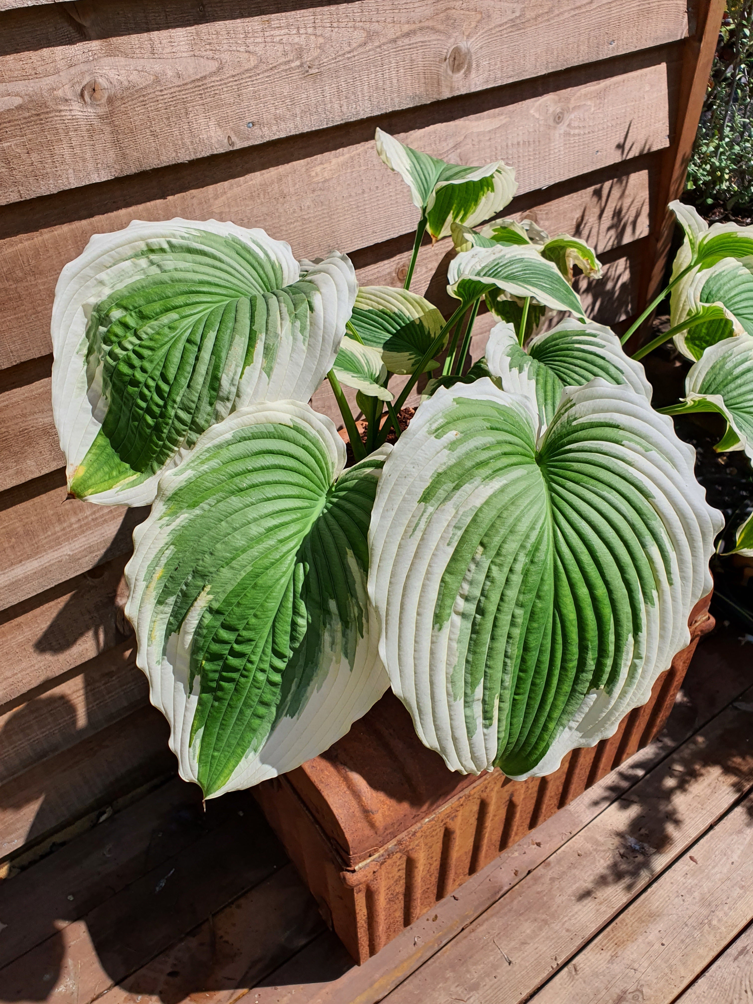 Hosta 'Bridal Falls' - New Forest Hostas & Hemerocallis