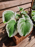 Hosta 'Bridal Falls' - New Forest Hostas & Hemerocallis