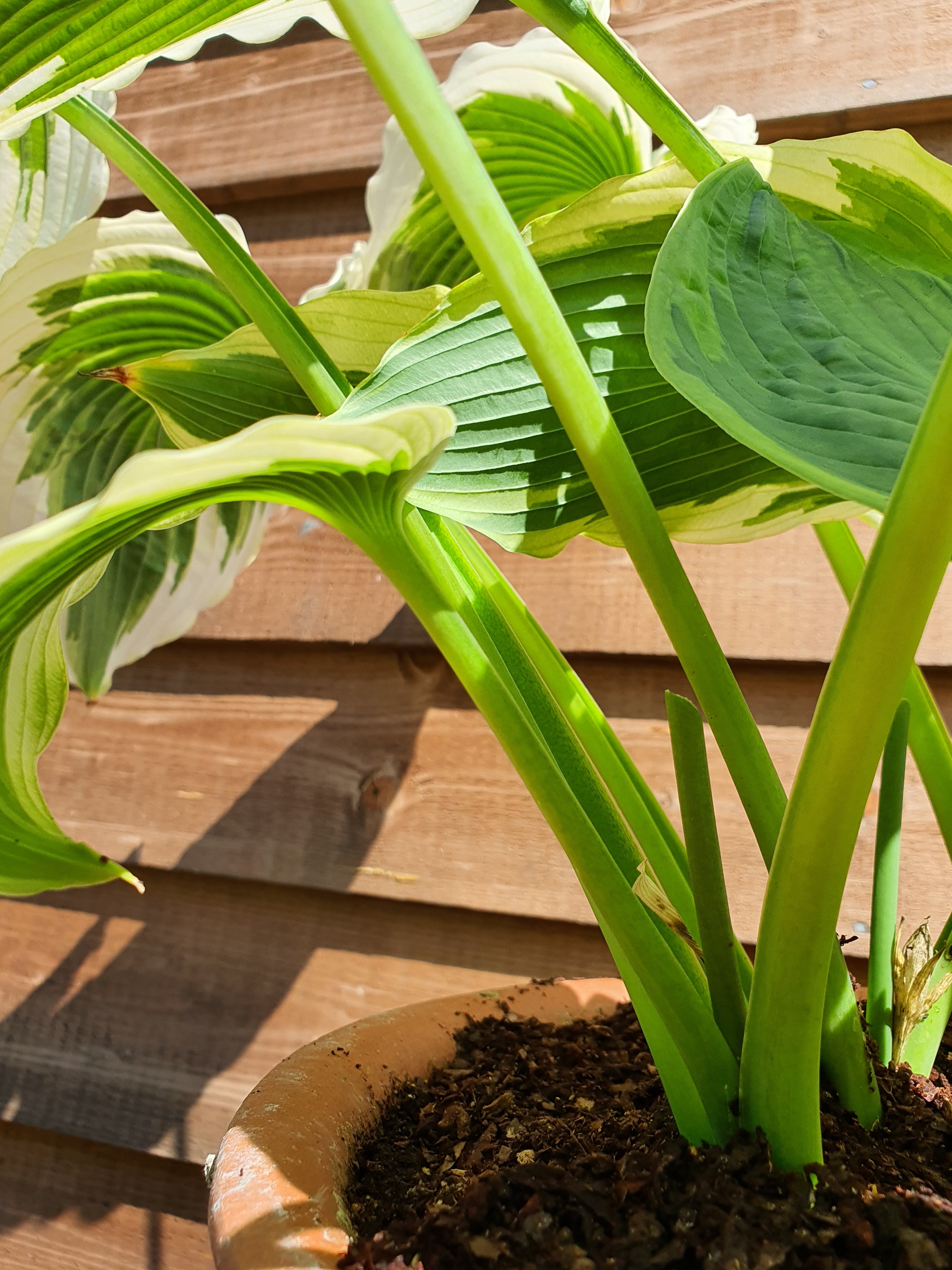 Hosta 'Bridal Falls' - New Forest Hostas & Hemerocallis