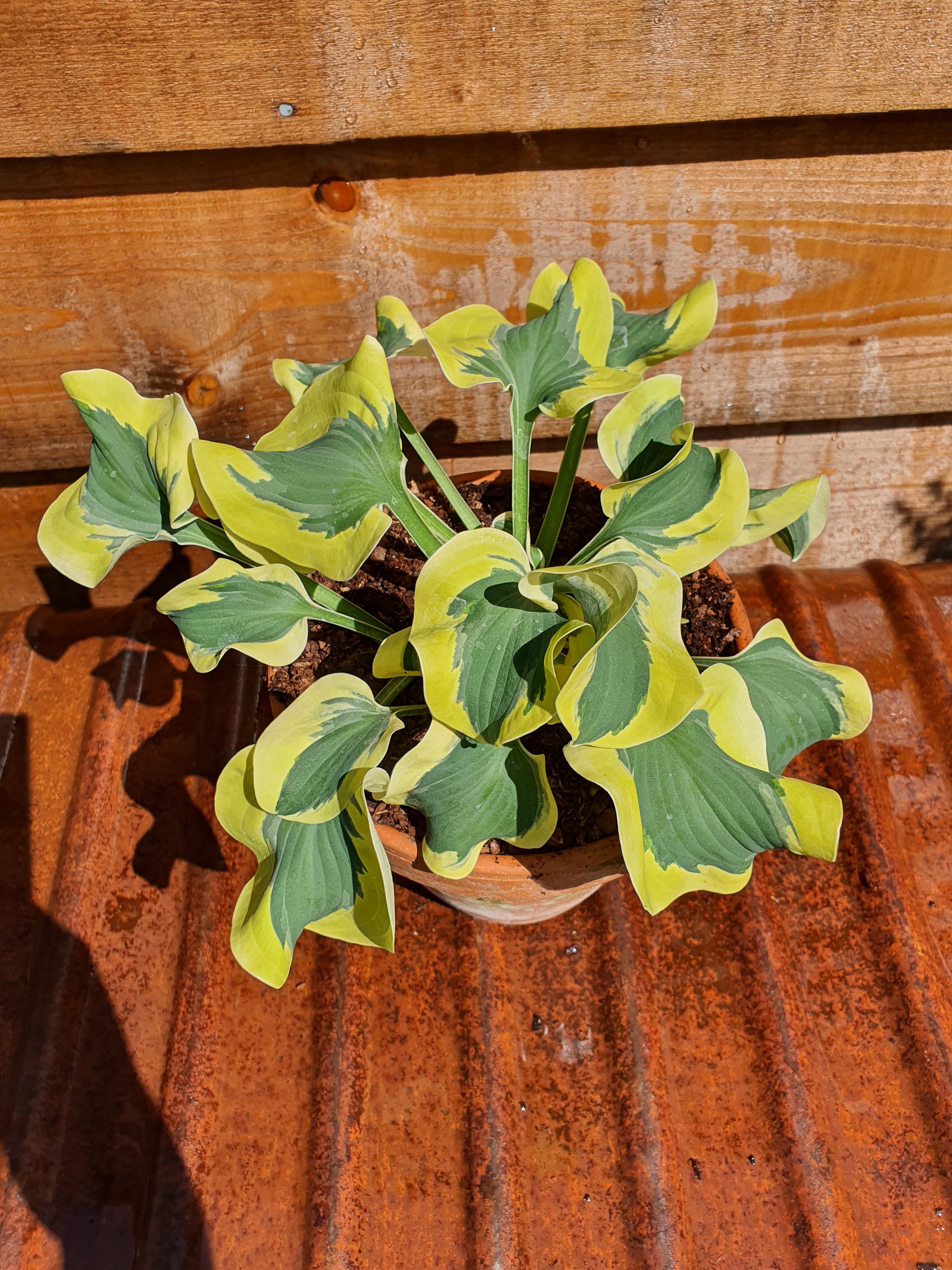 Hosta 'Mini Skirt' - New Forest Hostas & Hemerocallis