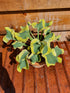 Hosta 'Mini Skirt' - New Forest Hostas & Hemerocallis
