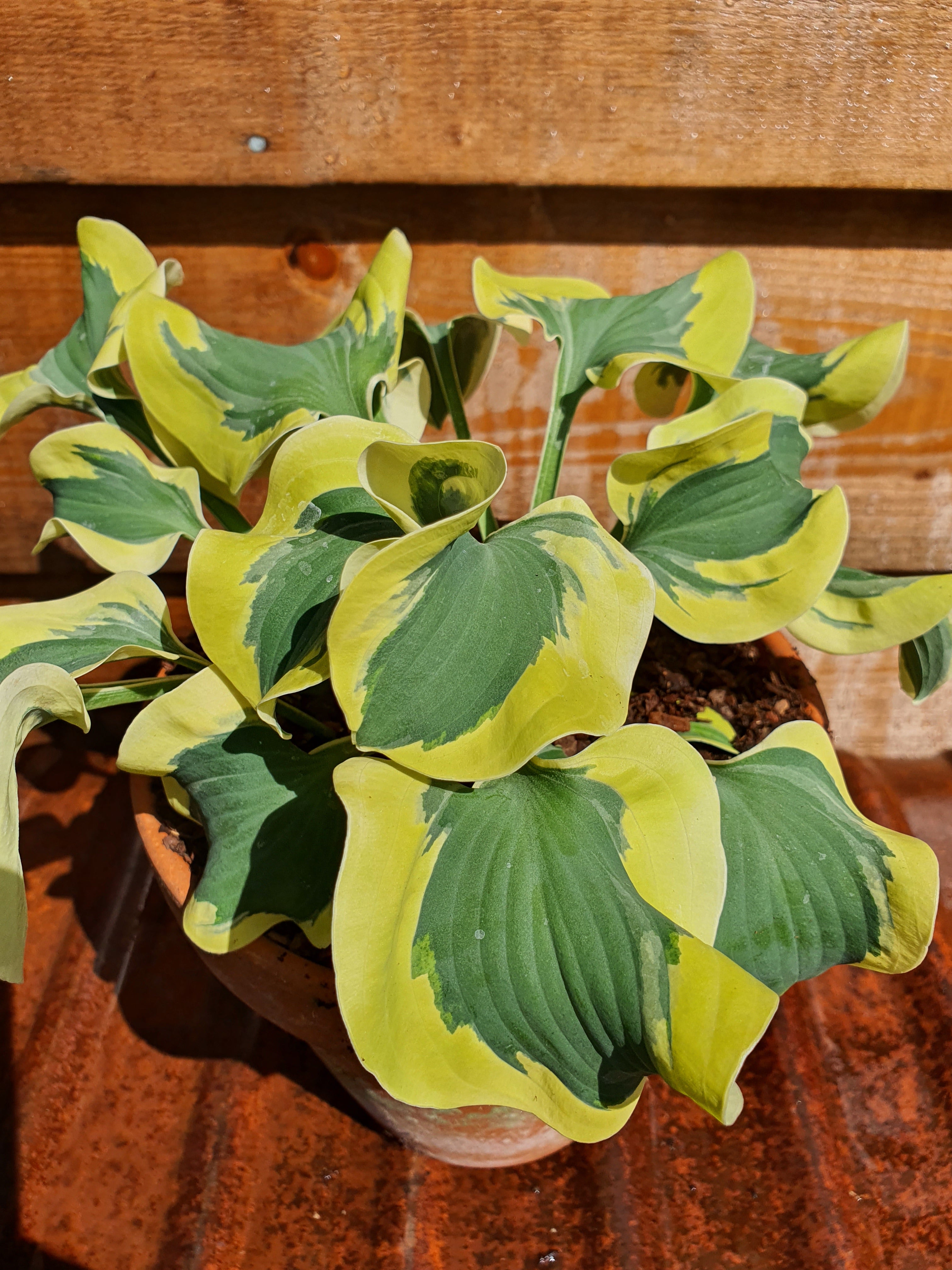 Hosta 'Mini Skirt' - New Forest Hostas & Hemerocallis