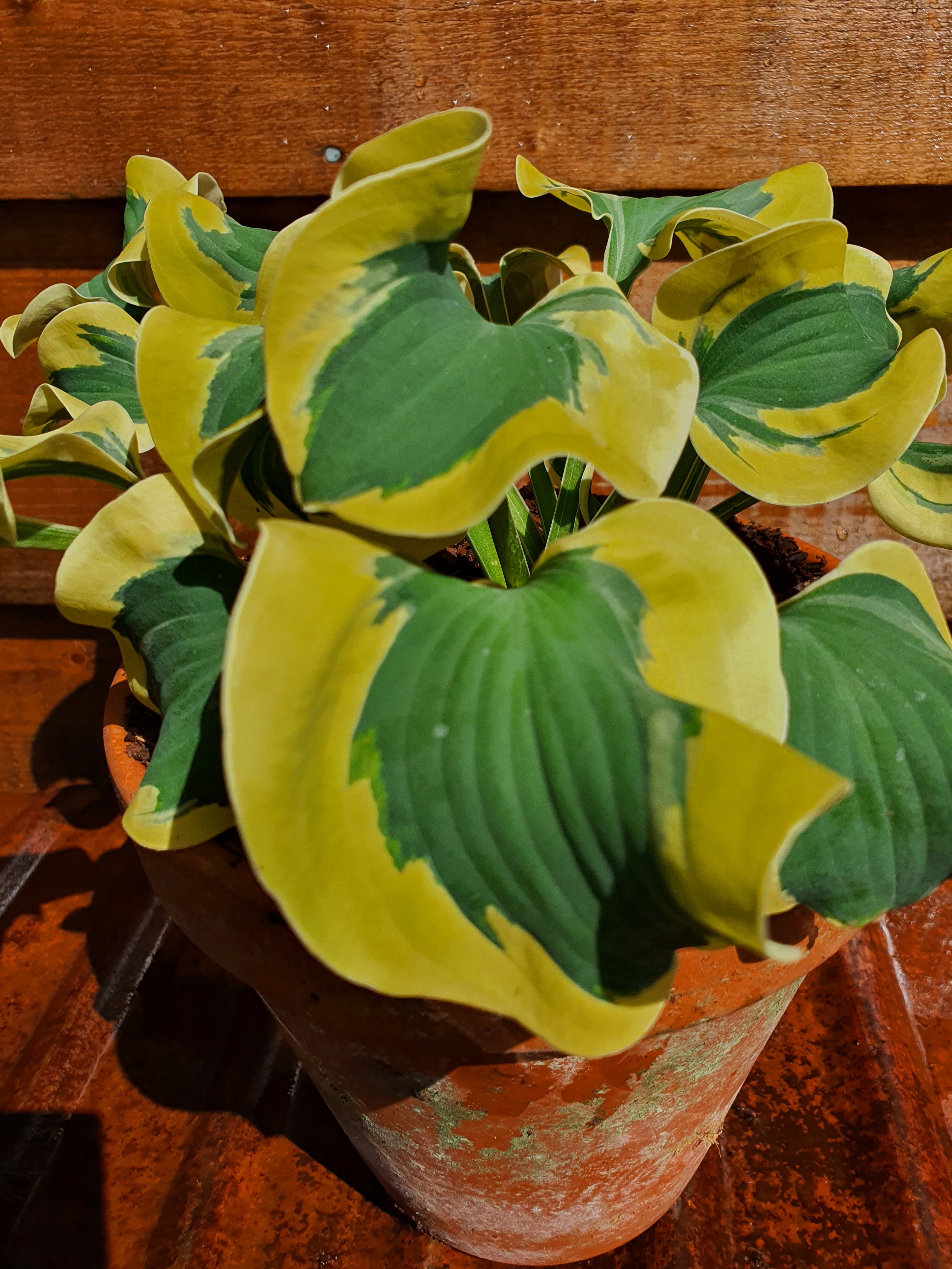 Hosta 'Mini Skirt' - New Forest Hostas & Hemerocallis