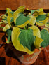 Hosta 'Mini Skirt' - New Forest Hostas & Hemerocallis