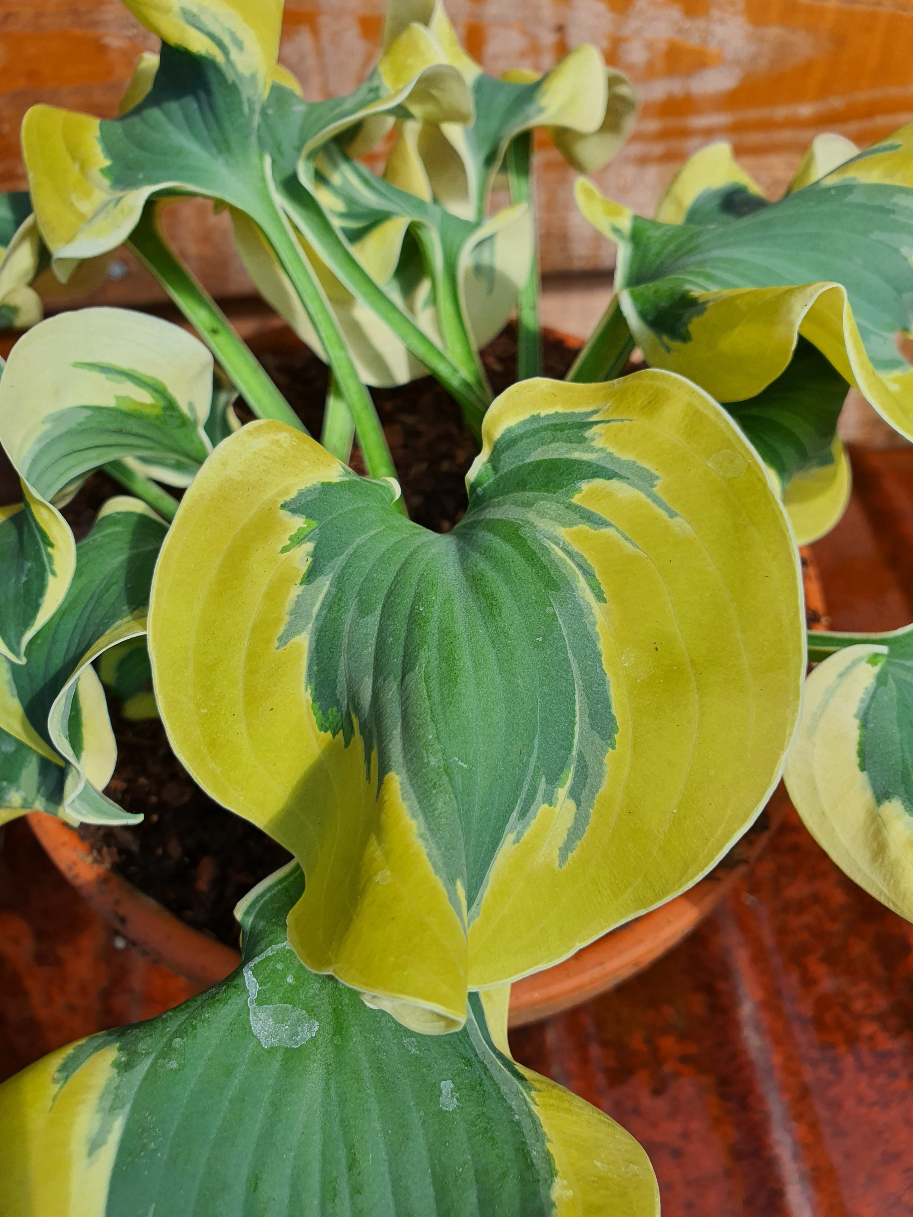 Hosta 'Mini Skirt' - New Forest Hostas & Hemerocallis