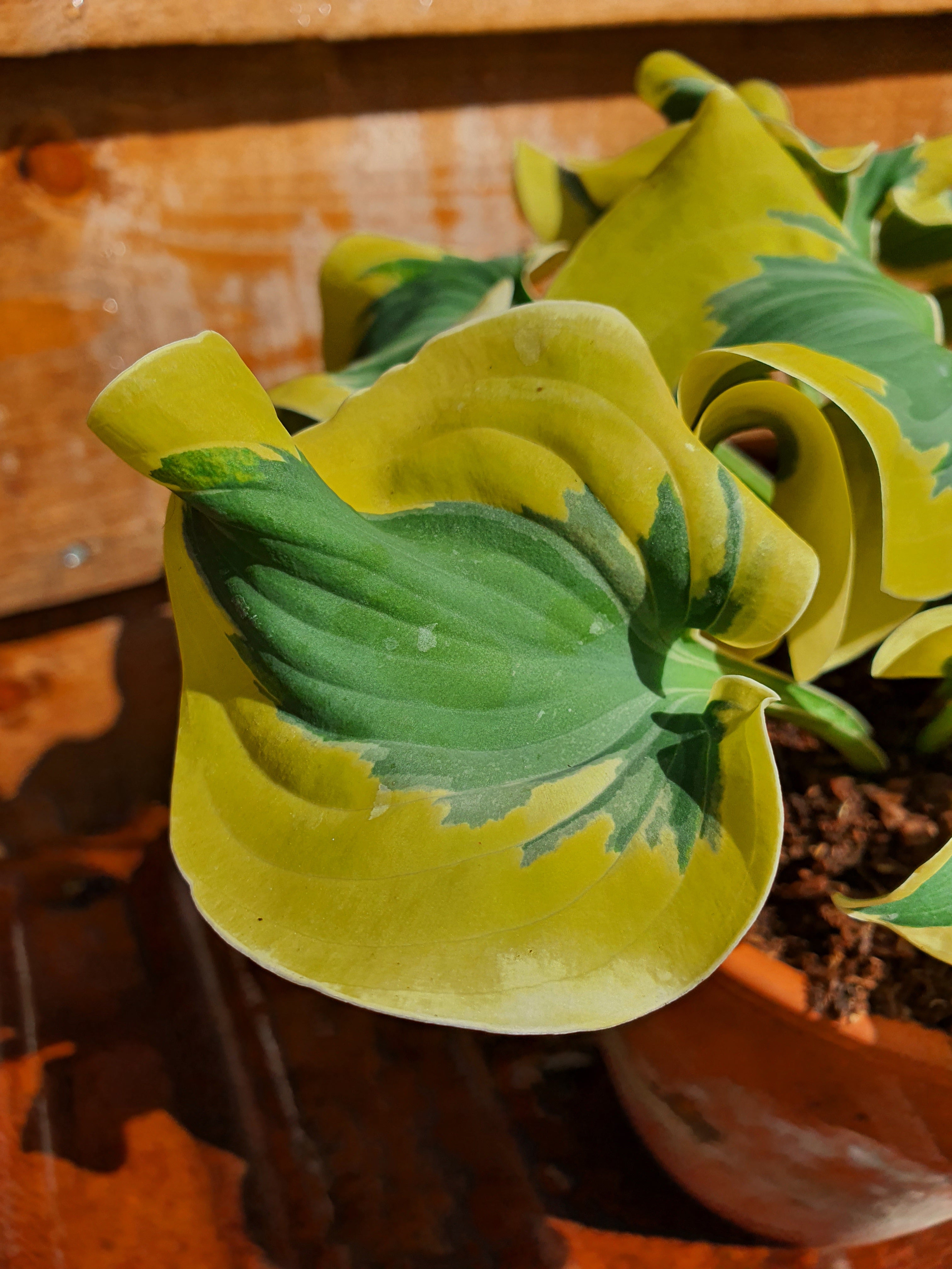 Hosta 'Mini Skirt' - New Forest Hostas & Hemerocallis